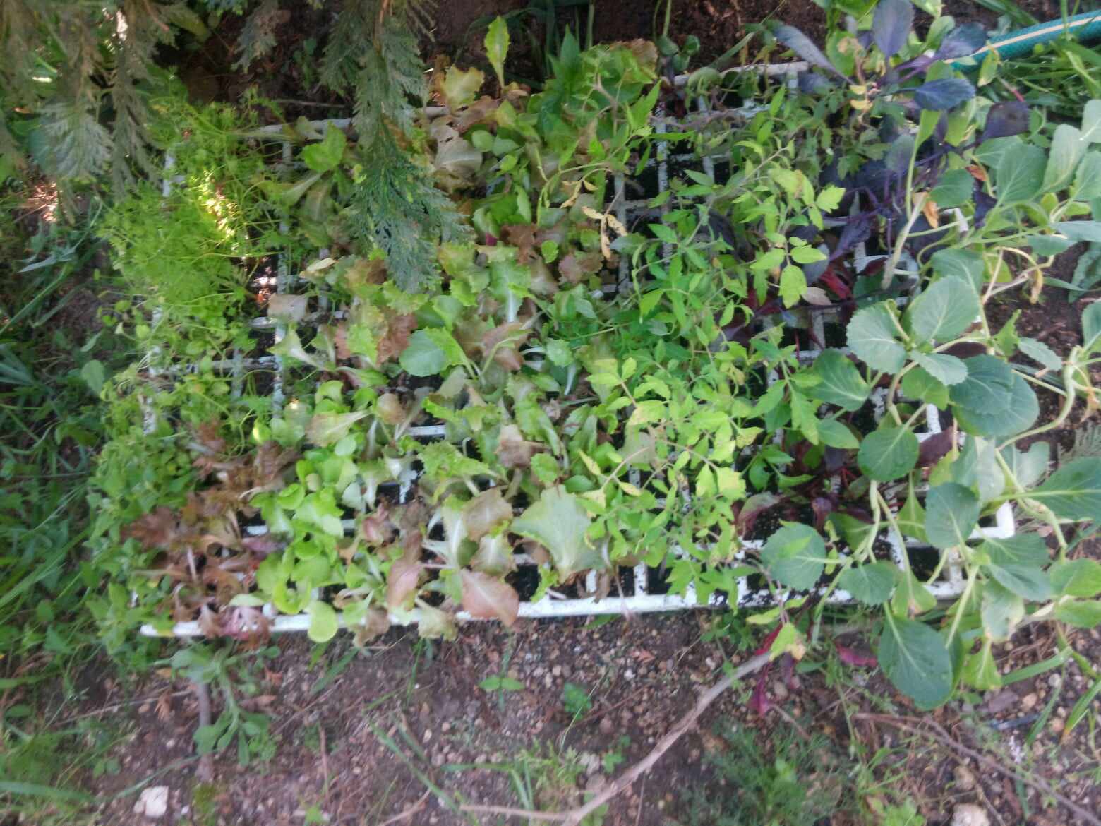 As nossas plantas prontas para serem colocadas nos canteiros por parte da comunidade educativa.