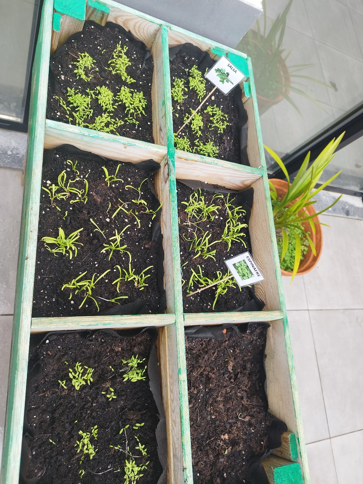 Muda de pequenas plantas para as floreiras, canteiros e horta vertical.