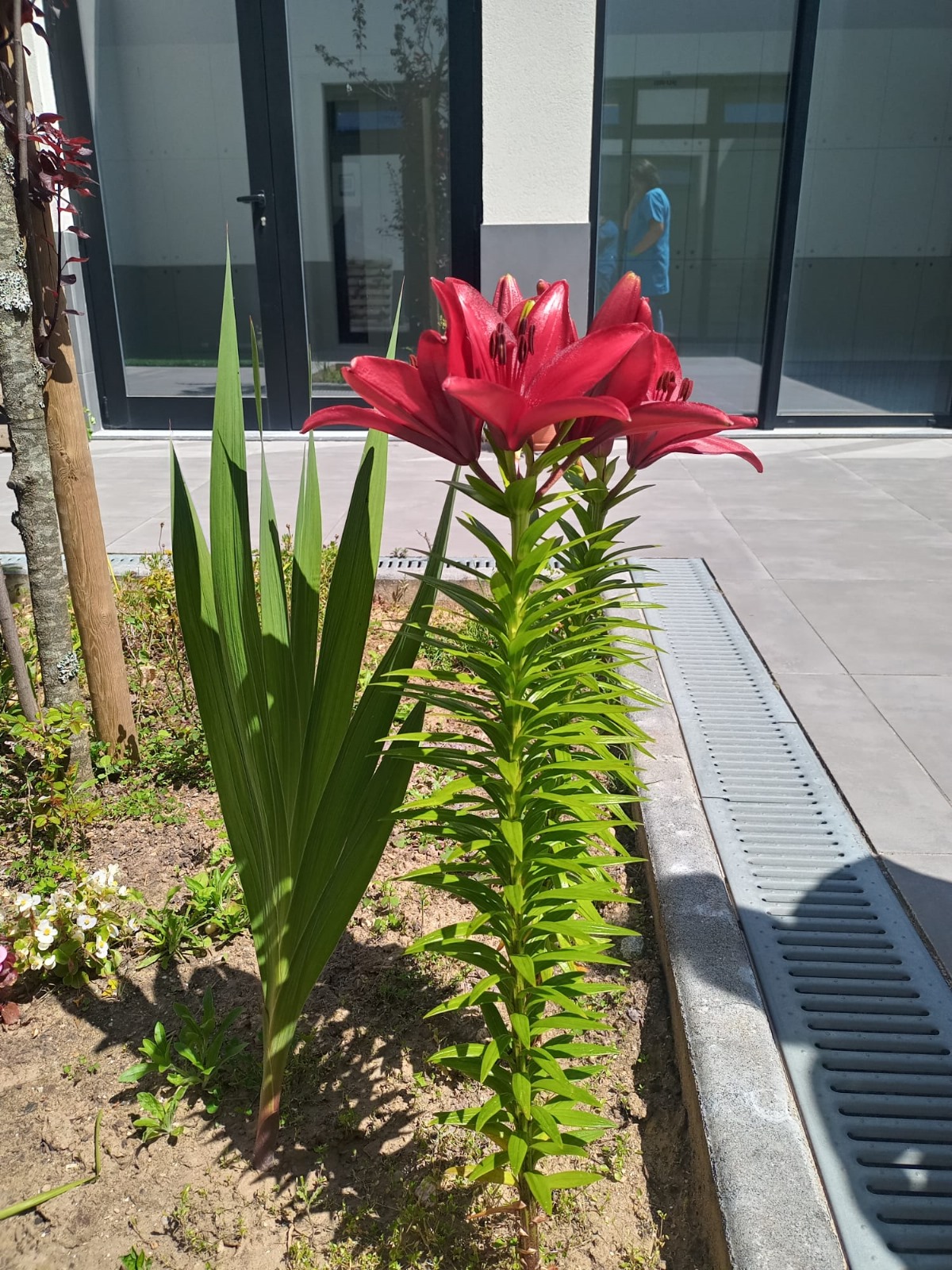 Flores dos canteiros