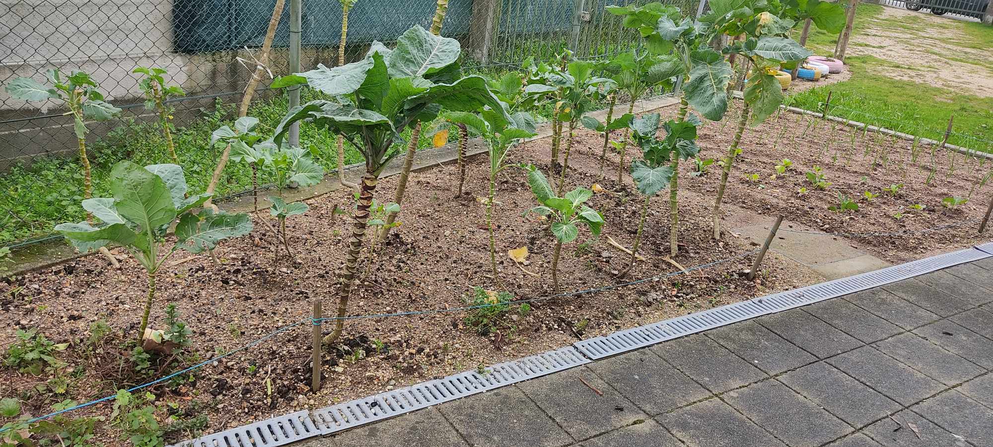 Horta do lado oposto ao compostor, com três plantações iniciadas.