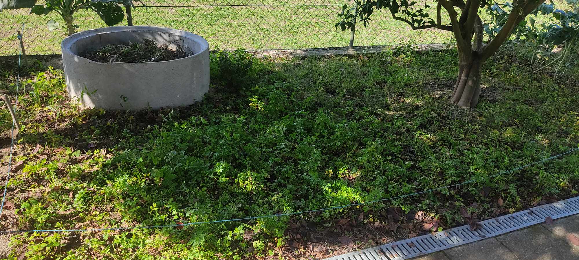 Horta ainda por cultivar, na parte ao lado do compostor , apenas com salsa das plantaçõs do ano letivo anterior.