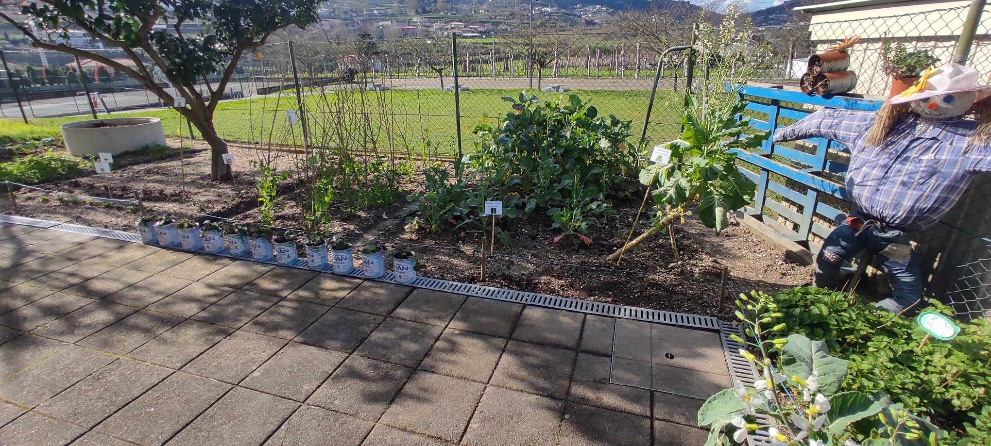 Horta do lado do compostor com plantações deste ano letivo ( tronchuda, alface roxa, alface frisada, beterraba, batatas, ervilhas de quebrar, nabiças) e outras do ano letivo anterior (salsa, couve penca, morangueiros) . Espécies já identificadas.