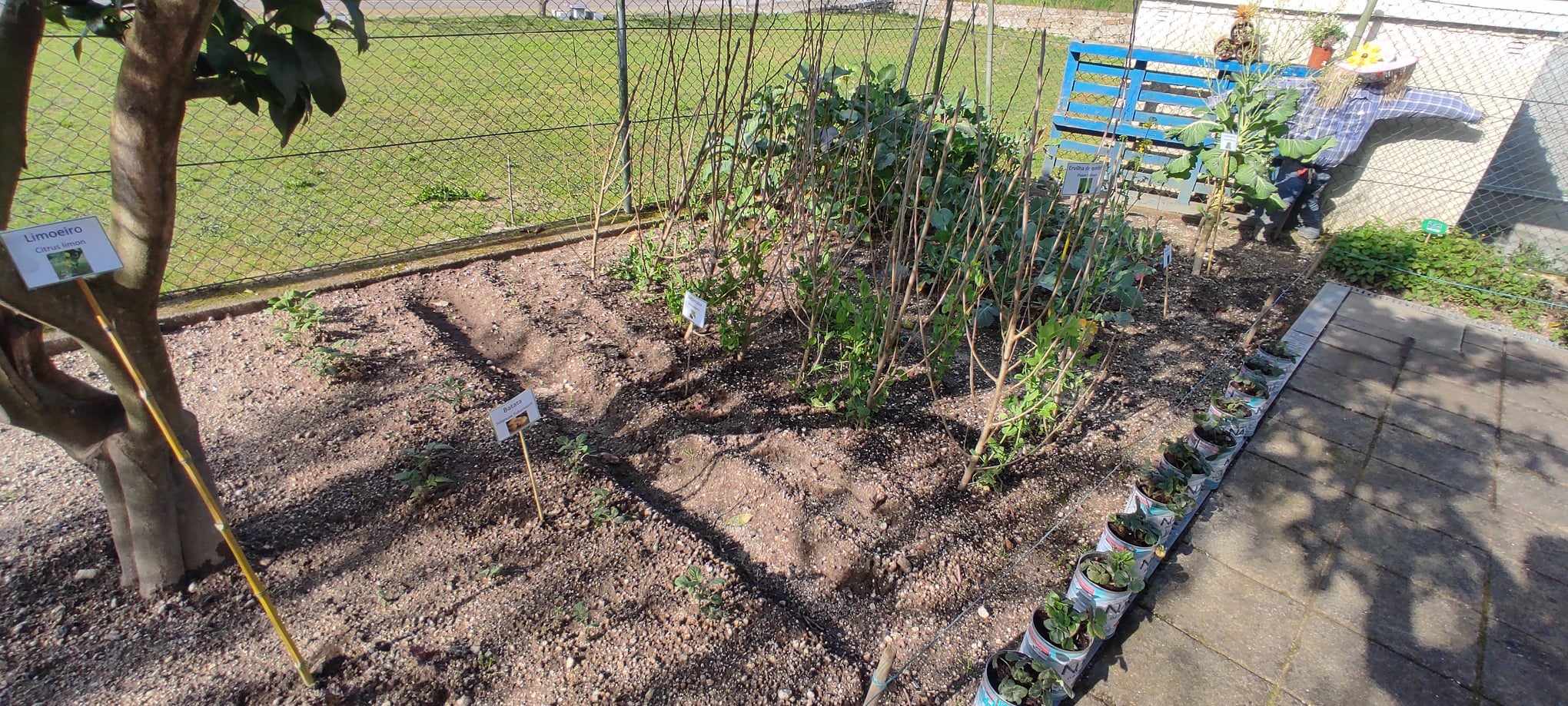 Horta do lado do compostor com manutenção das plantas derivadas de anos anteriores: limoeiro e erva aromática (cidreira). 
Ervilhas de quebrar semeadas este ano e já com estacas.