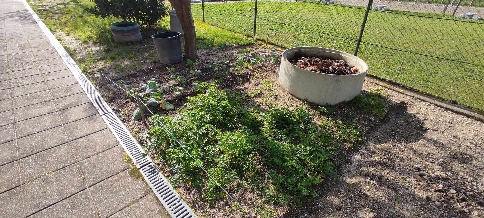 Compostor, balde para recolha da água da chuva para utilização na rega, salsa e tronchuda.