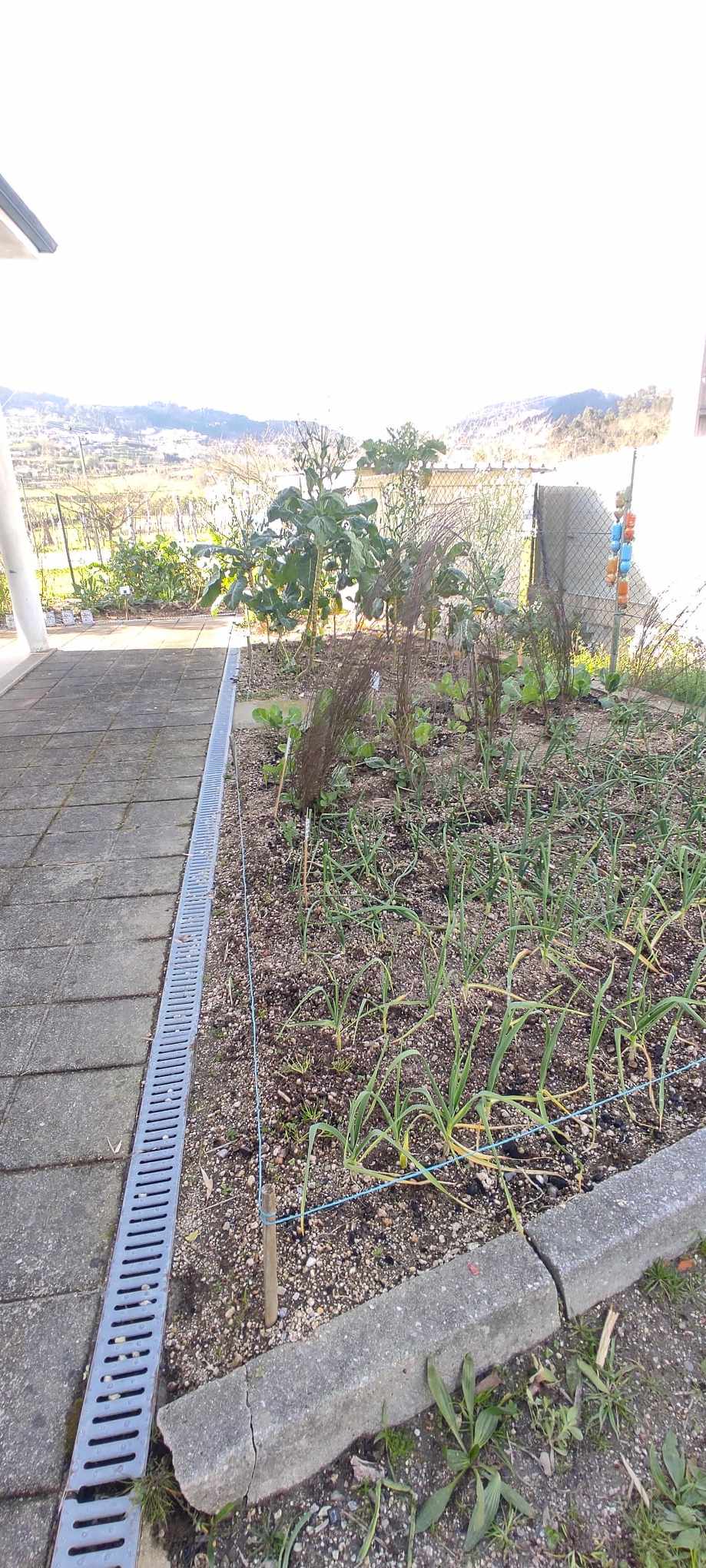 Horta do lado oposto ao compostor com plantações de cebolo, favas já com estacas, tronchuda, couve penca em flor para recolha das sementes.
