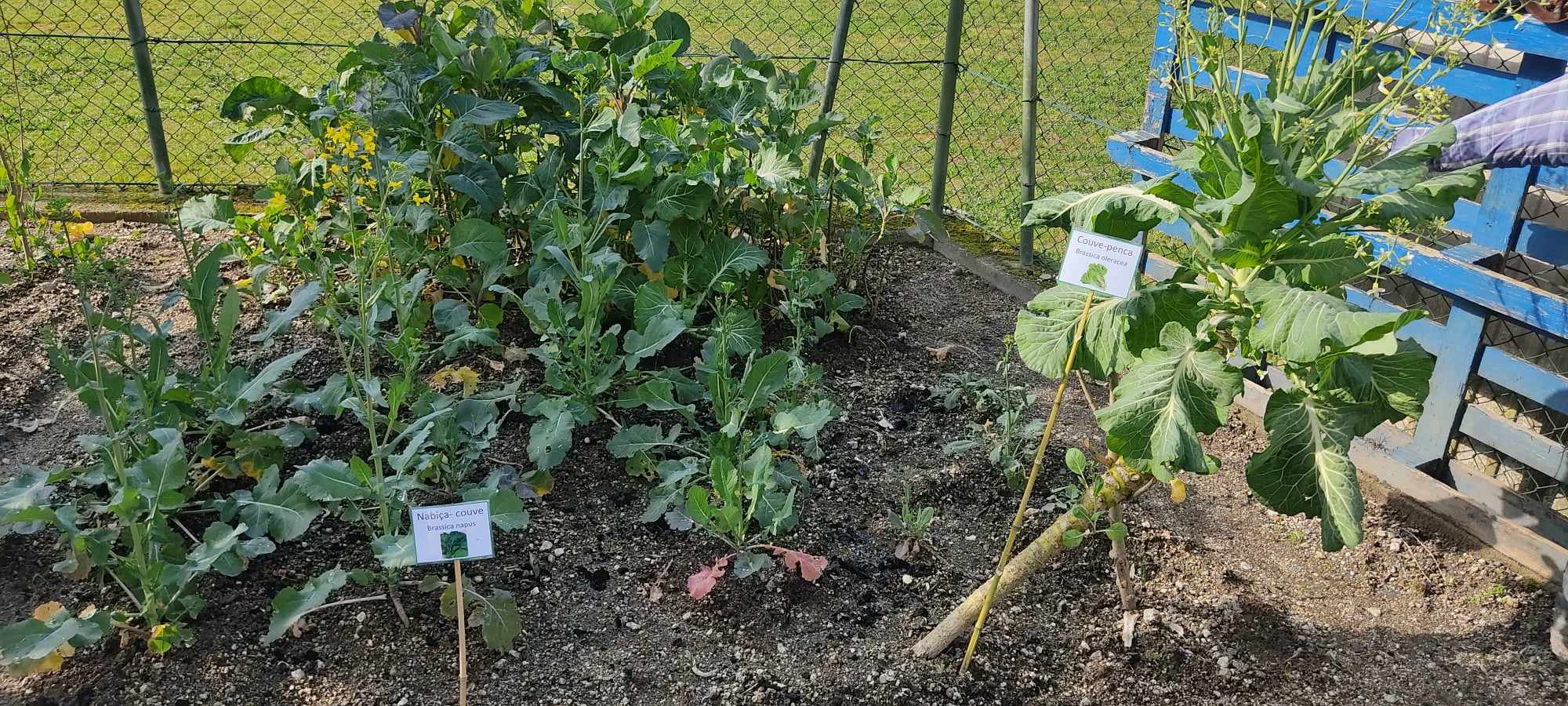 Nabiças plantadas este ano. Couve-penca mais velha da horta, da qual se têm retirado sementes. Couves para transplantar.