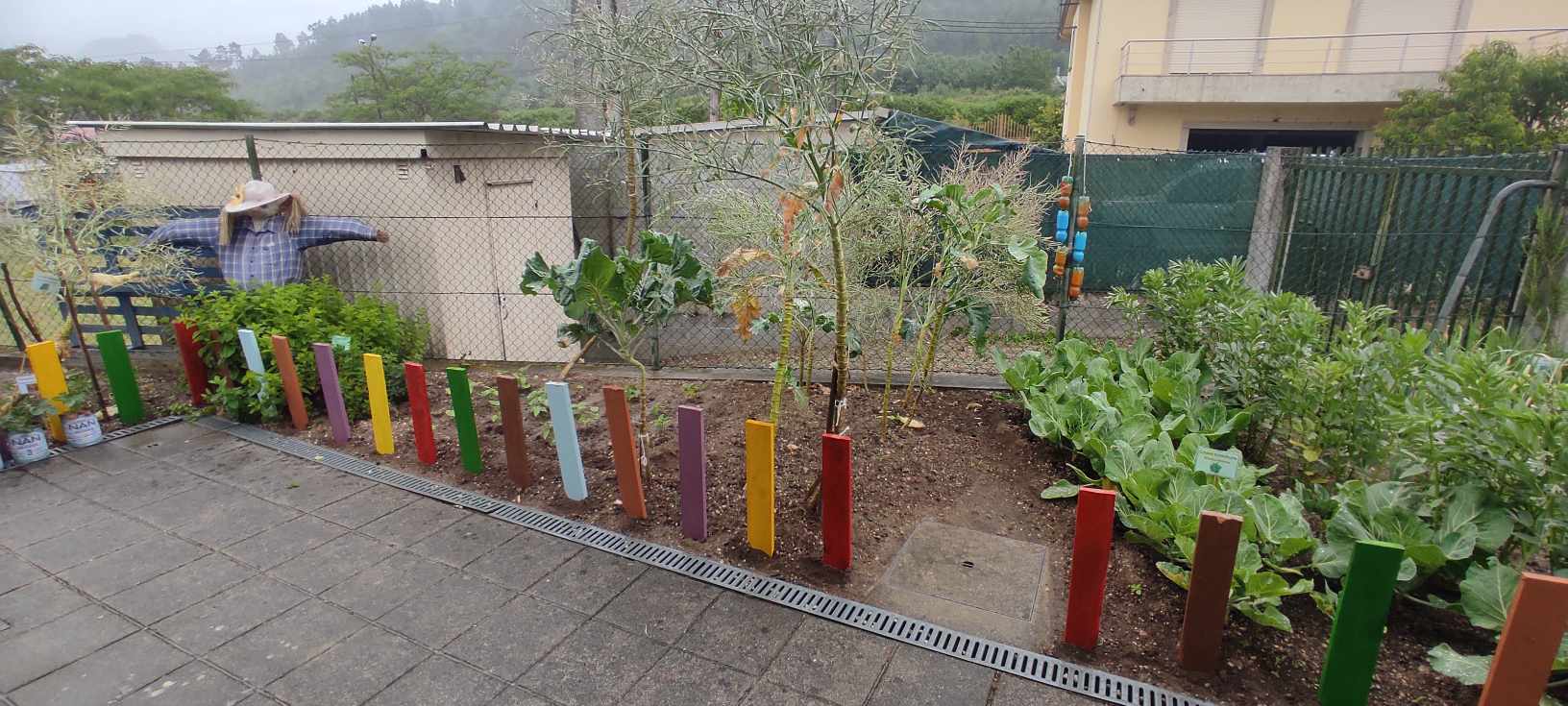 Horta do lado oposto ao compostor: espantalho Farejão, hortelã, feijoeiros provenientes de experiências realizadas em sala de aula, couve penca antiga para recolha de sementes, tronchudas, favas, cebolo e alho. Placas identificativas nas várias culturas.