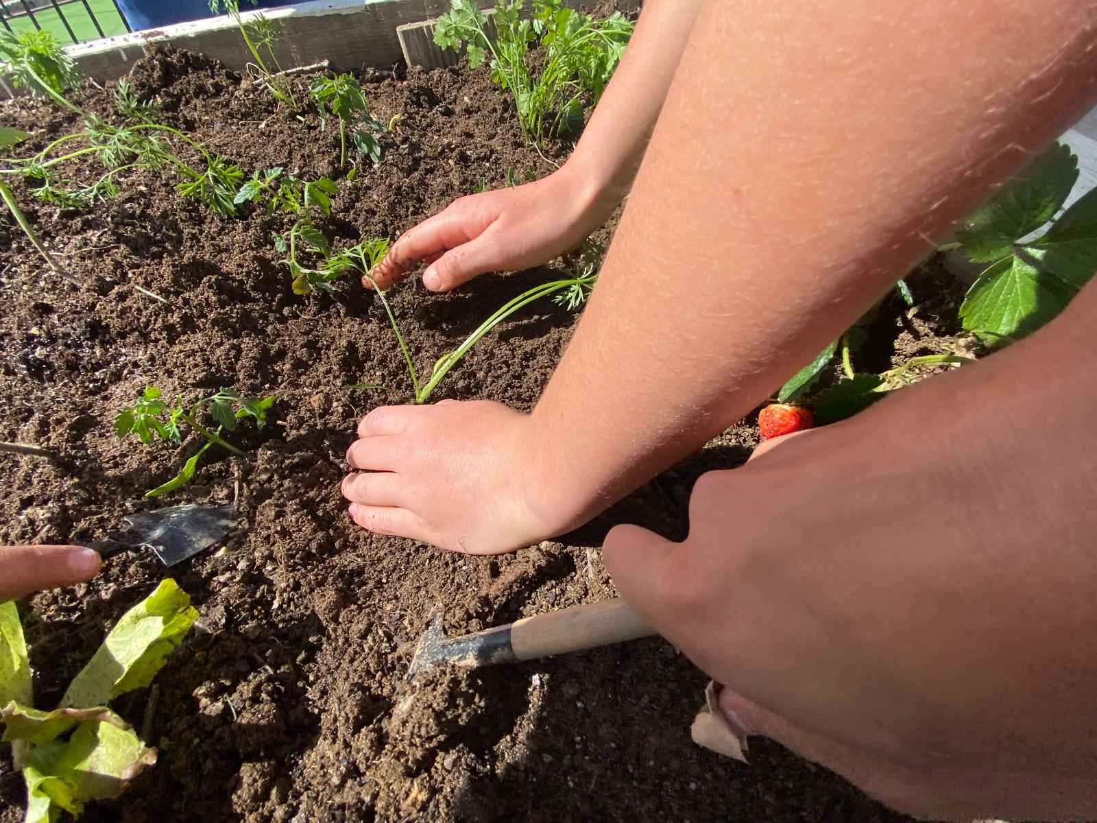 Plantação de produtos hortícolas