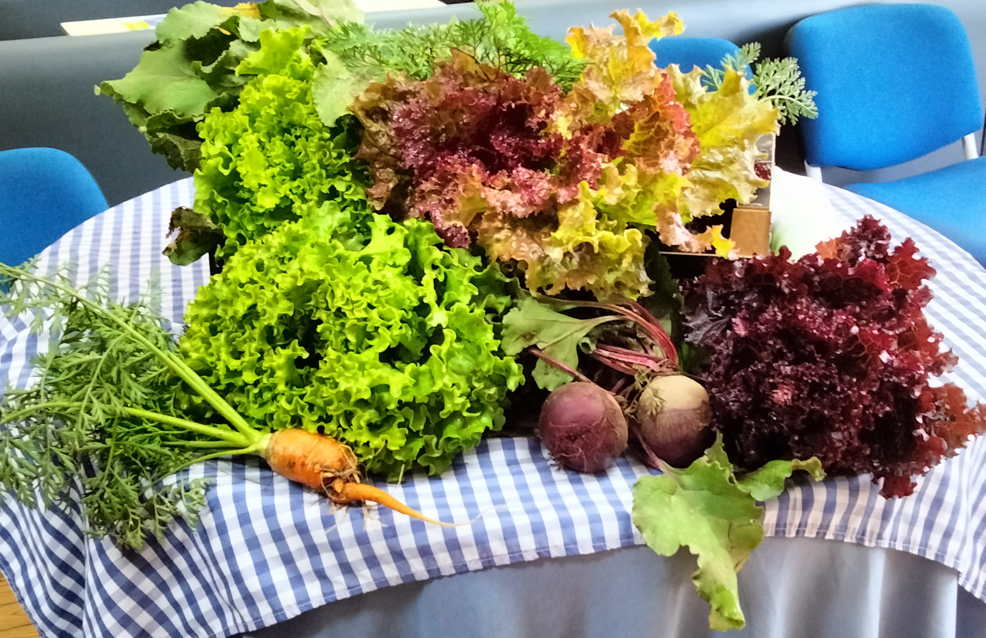 Cabaz de produtos colhidos na horta