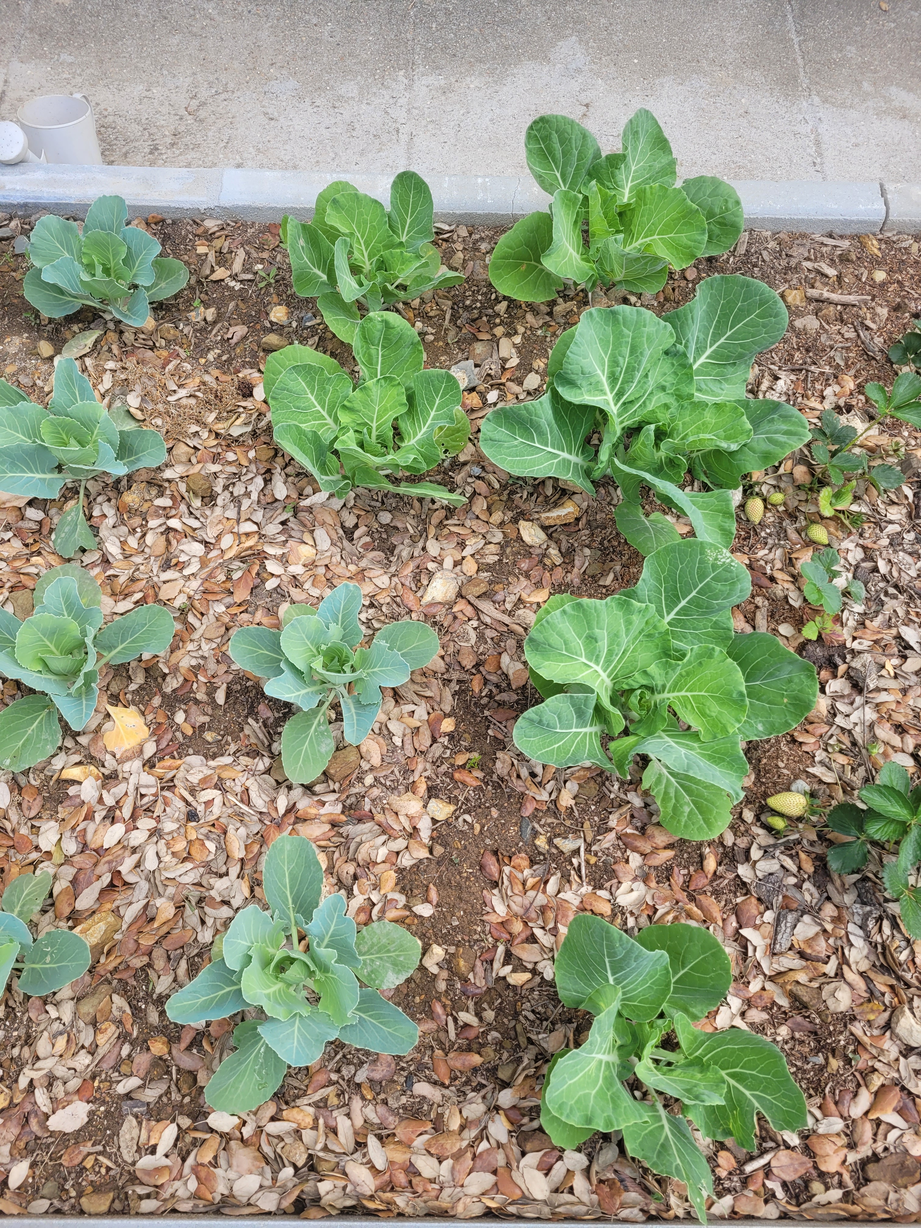 Registo do crescimento das couves plantadas anteriormente.