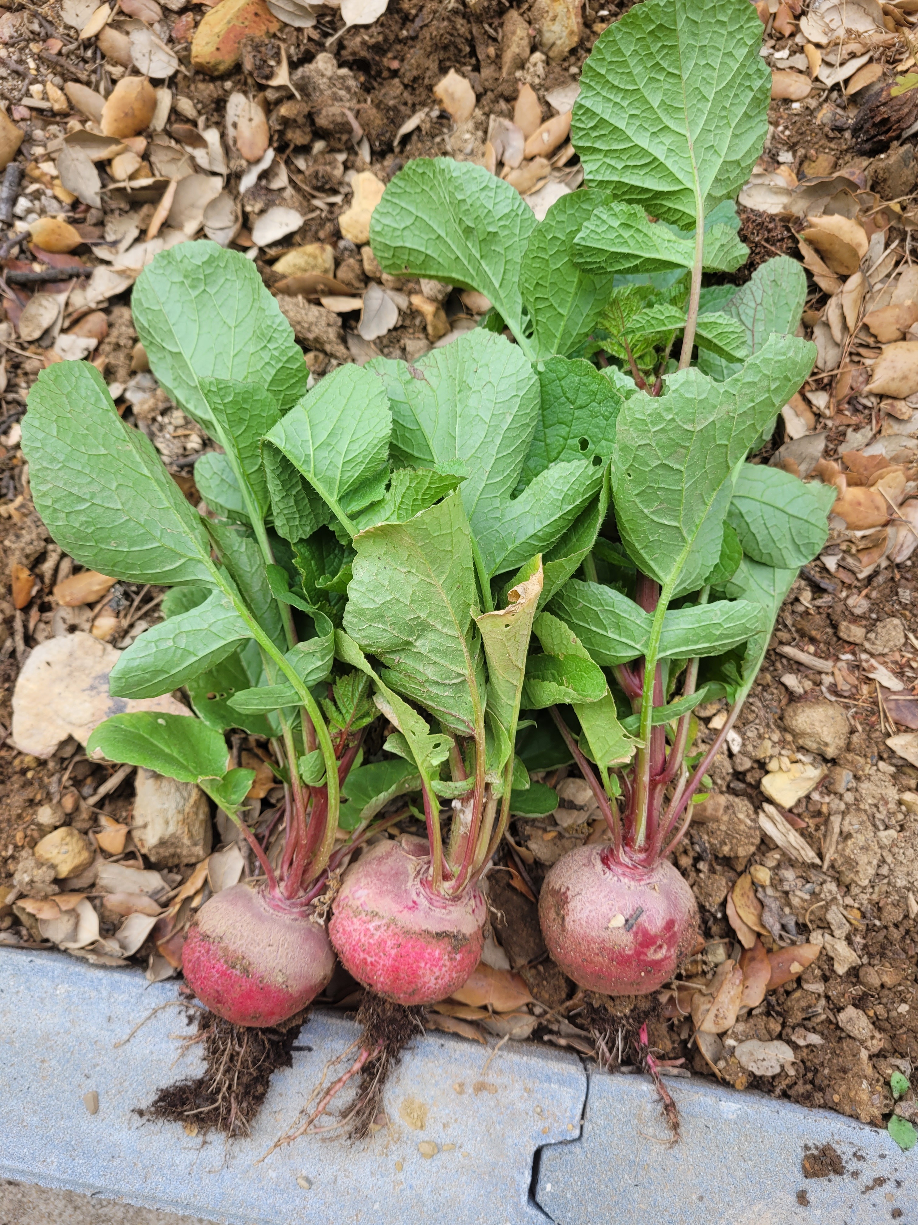 Colheita dos rabanetes para a confeção de uma deliciosa e saudável salada.