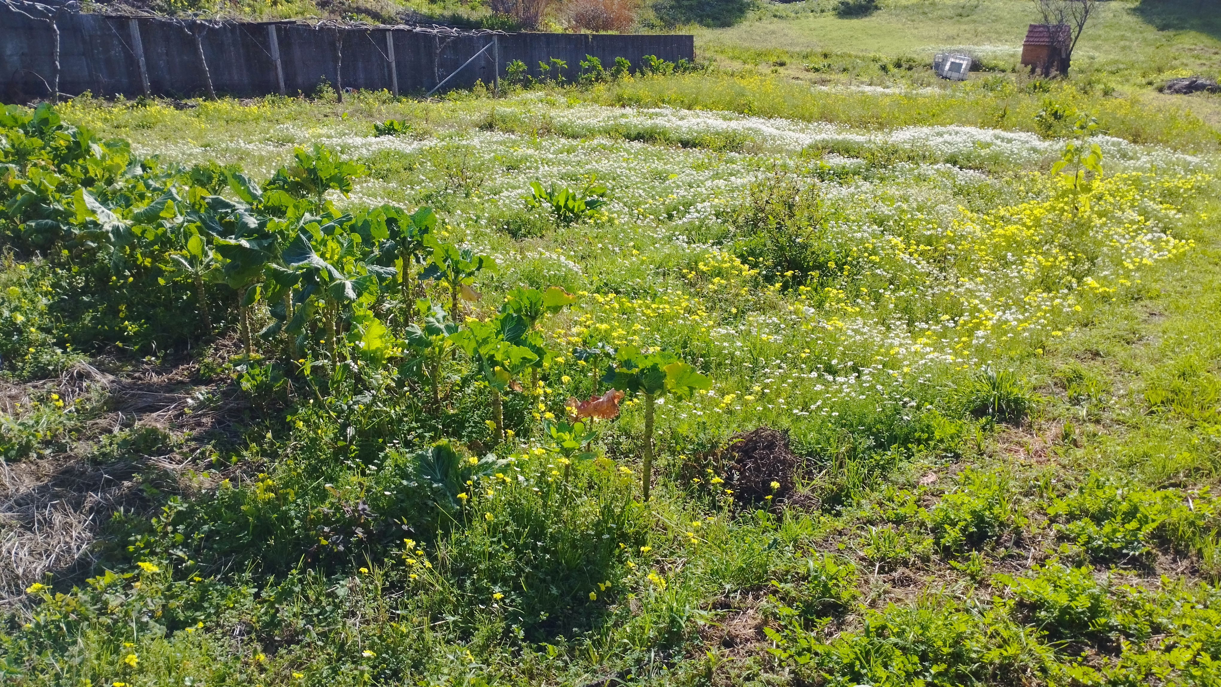 Espaço para a Horta