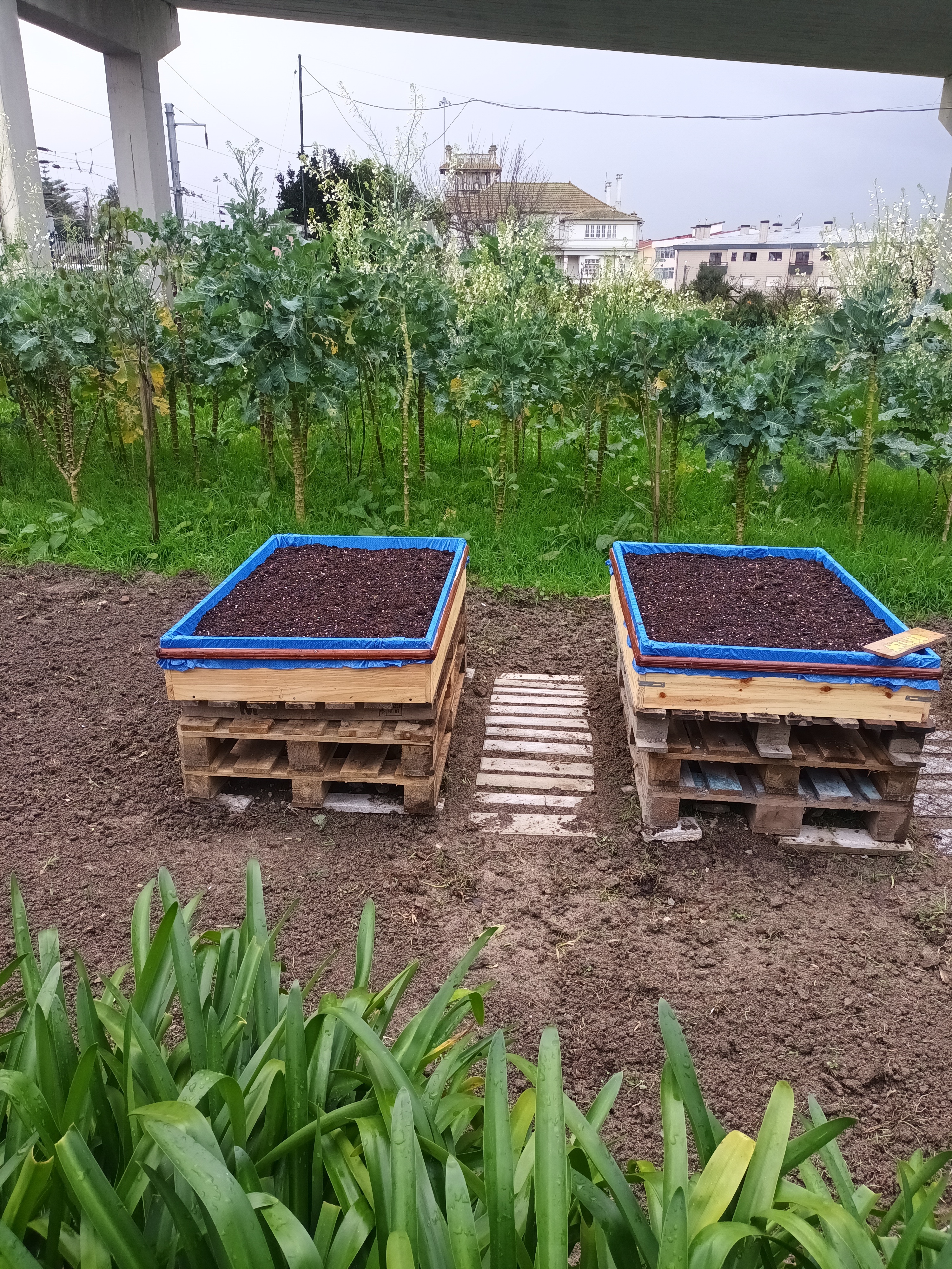 Colocação de Terra nas pallets