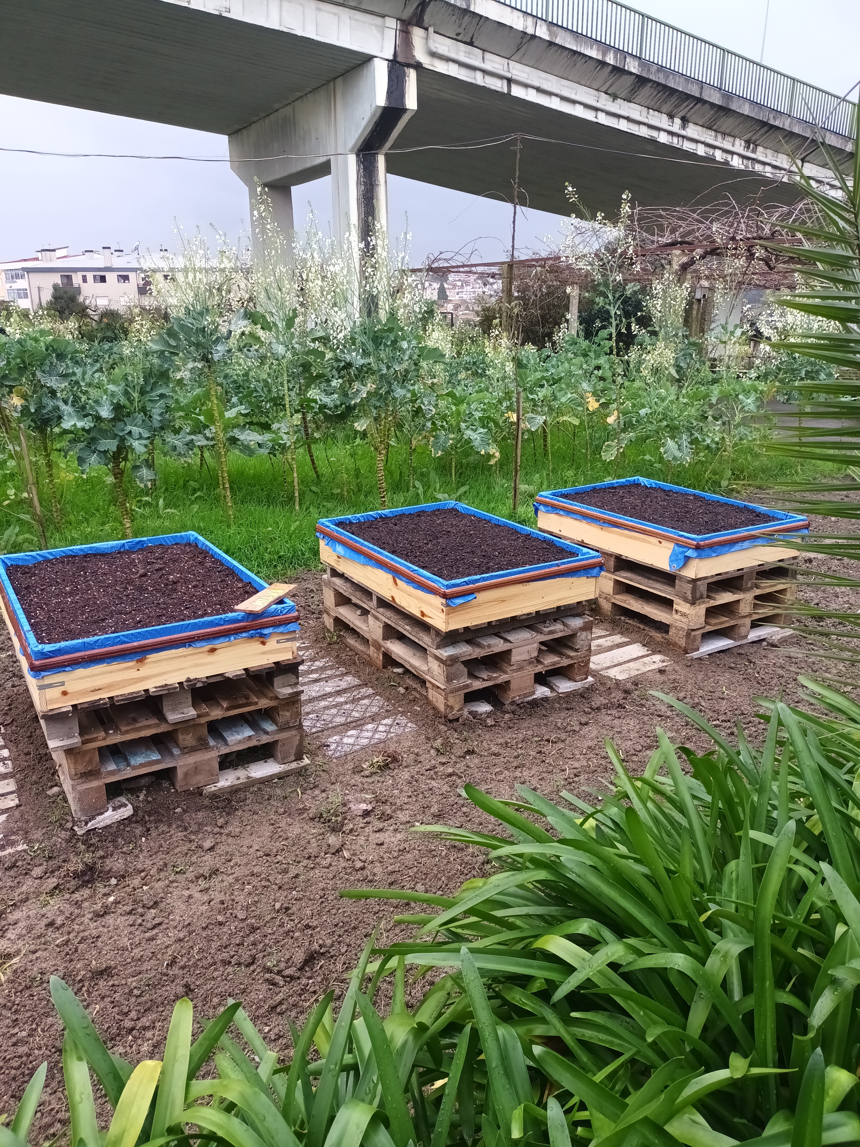 Colocação de Terra nas pallets