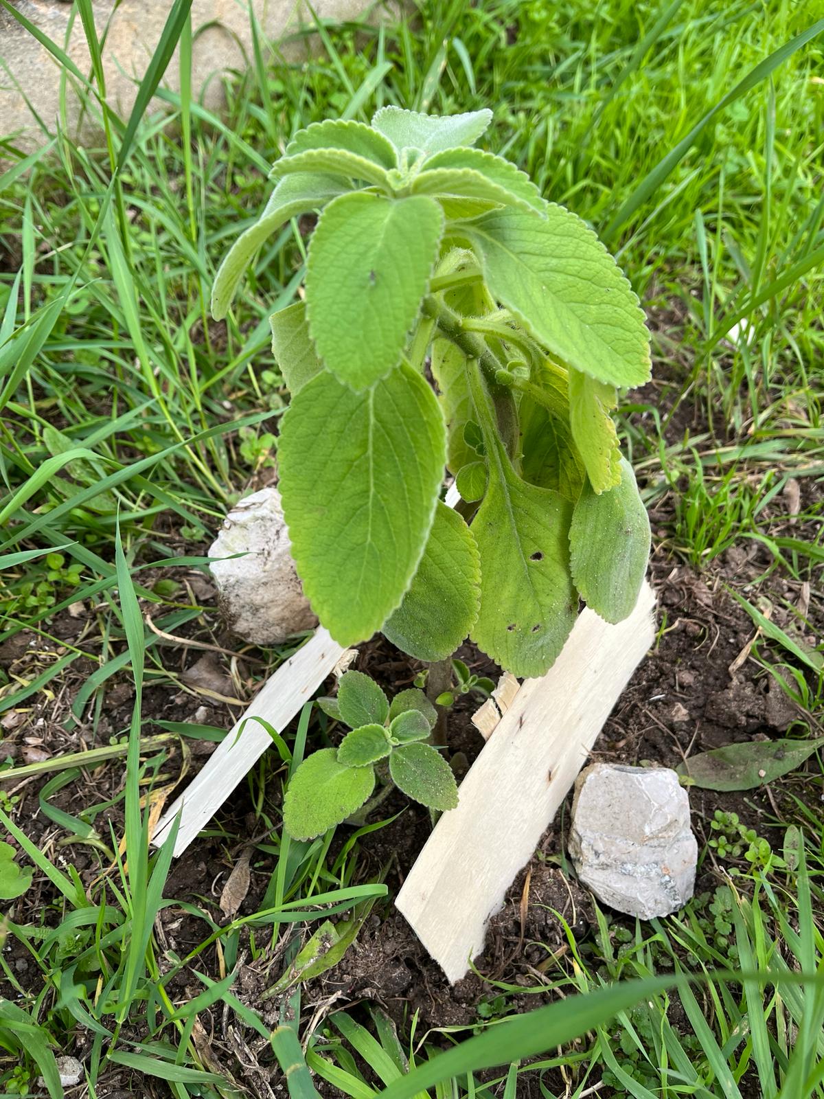 Boldo - pé protegido por tiras de madeira reciclada e biodegradável sinalizando a sua localização. Planta de chá medicinal.