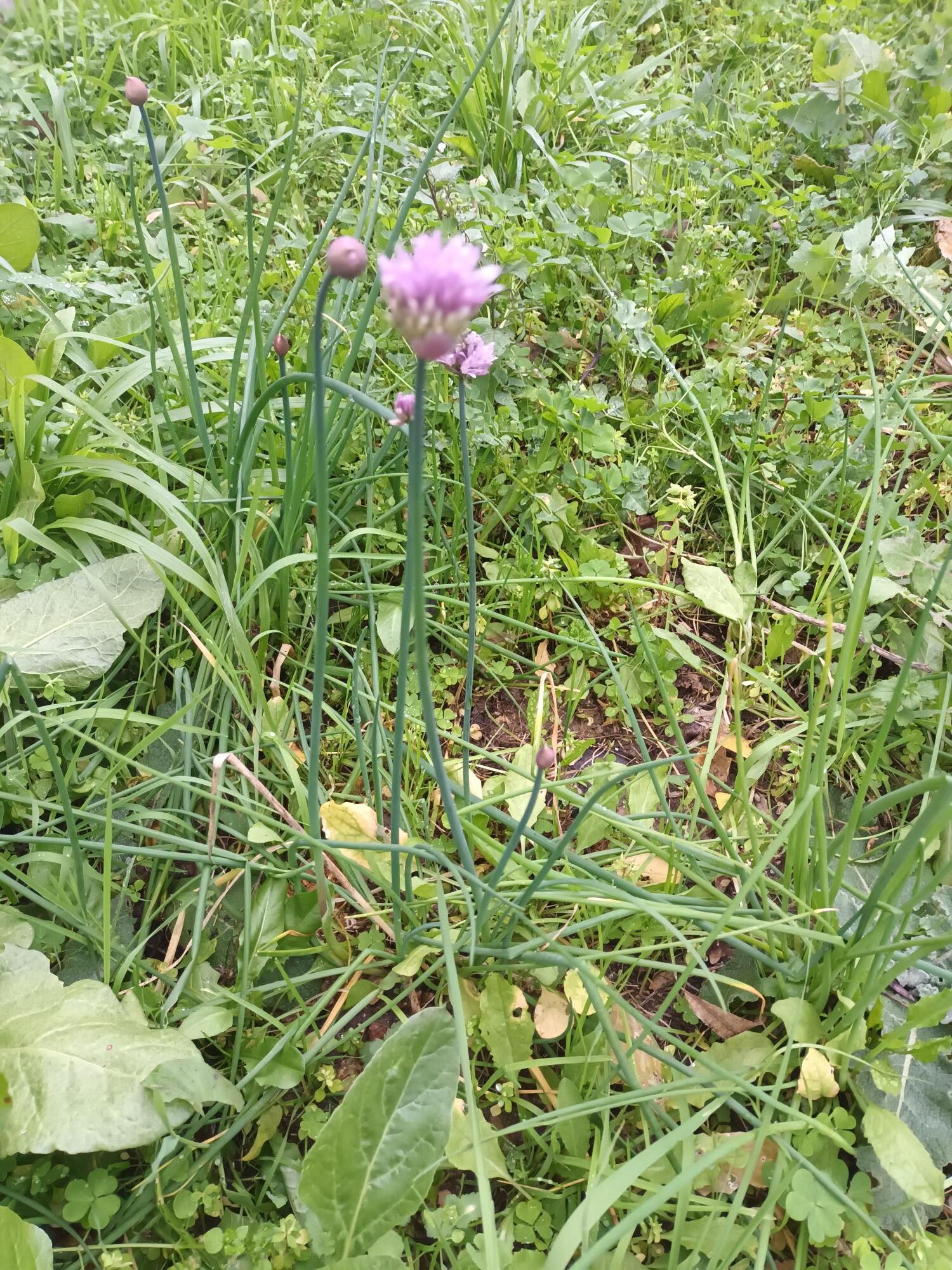 Alhos a florir para semente.