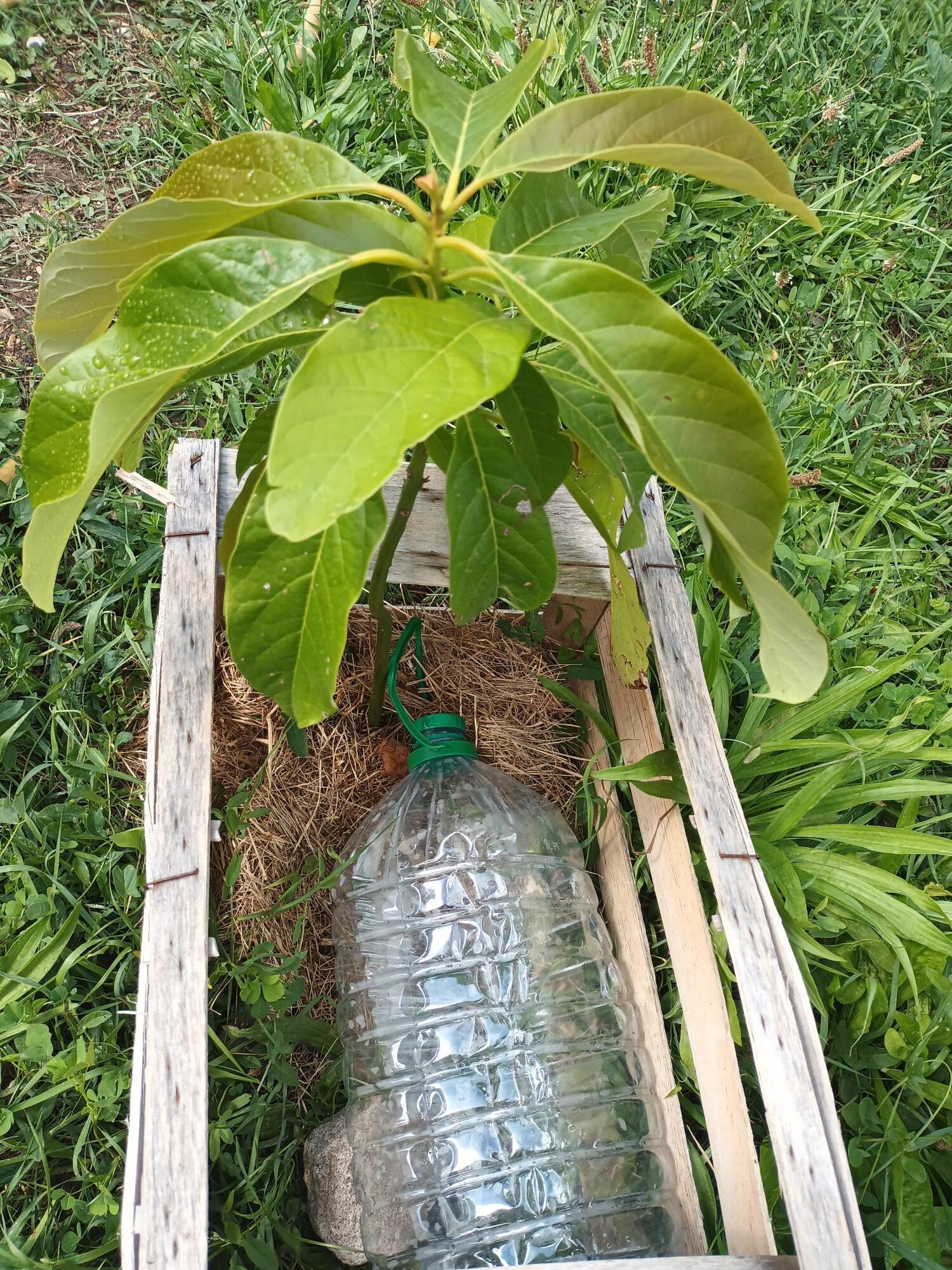 As árvores pequenas que nos foram dadas estão limitadas por caixas de fruta, têm palha para ajudar a reter a água no solo e são usados garrafões cheios de água, ligeiramente abertos para ficarem a pingar, imitando a  rega gota a gota.