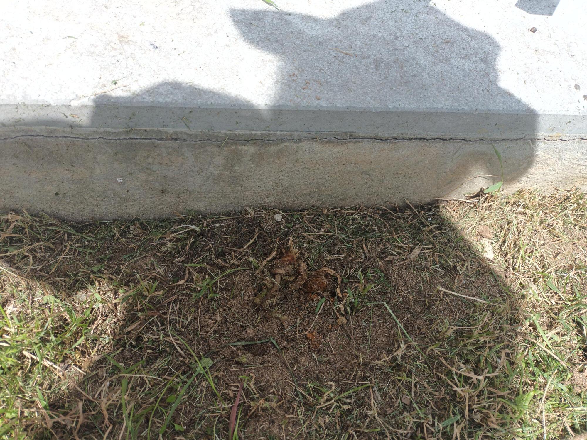 Os chuchus iam fazer parte da do muro vivo. A horta foi indevidamente cortada e todas as plantas que não eram árvores e que não estavam limitadas por caixas foram cortadas.