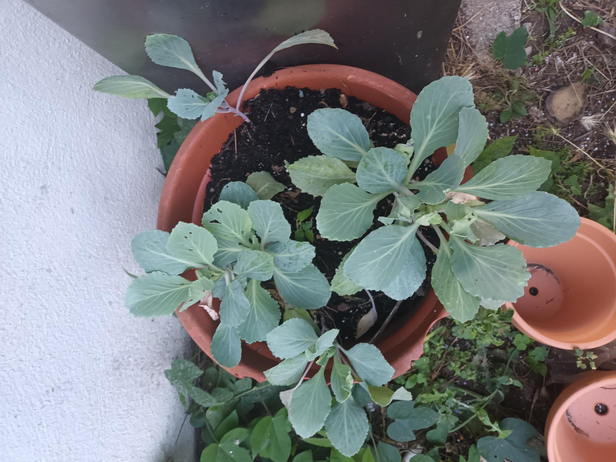 Depois do corte total da horta, os alunos voltaram a plantar algumas mudas de couve em vasos.