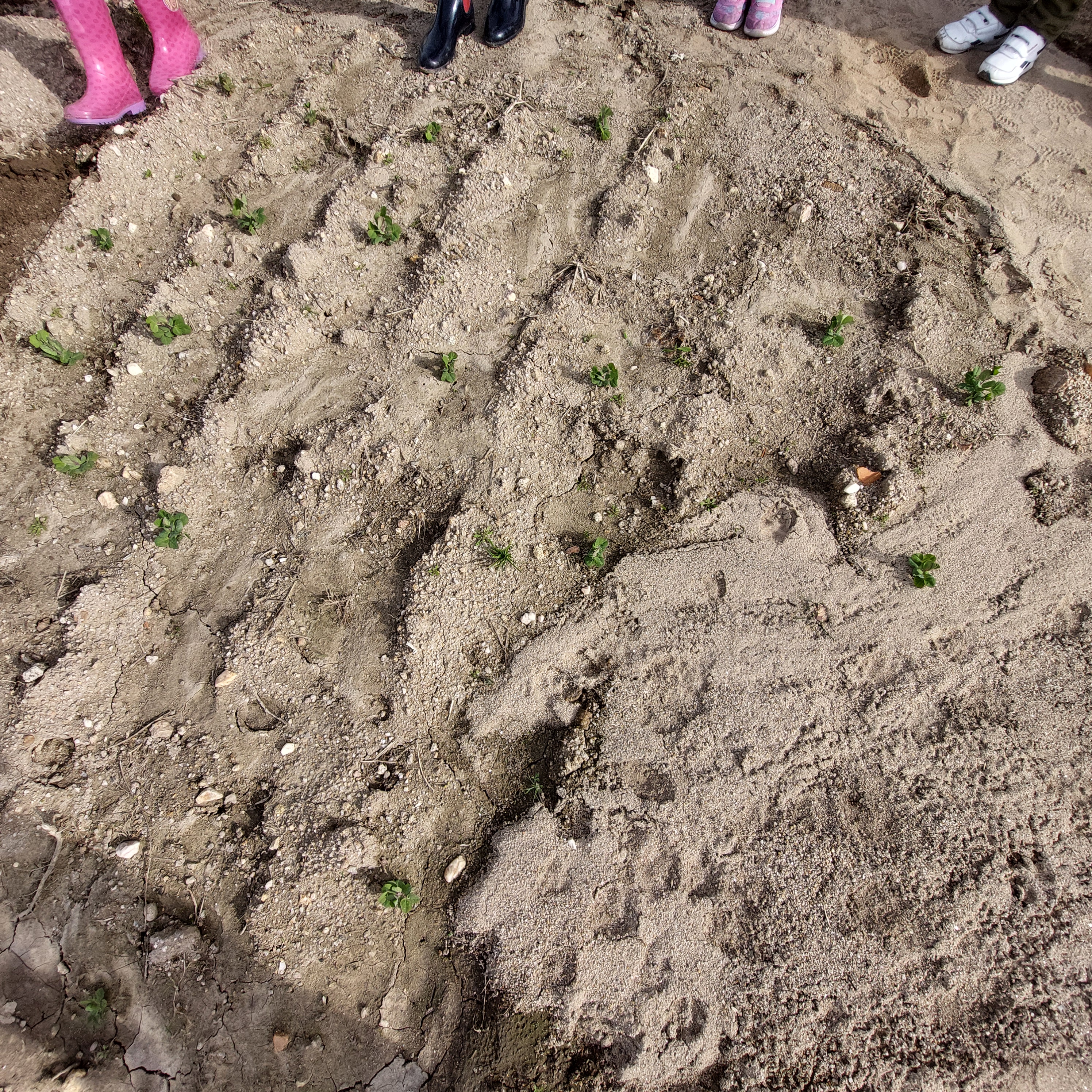 Germinação das ervilhas
Os alunos podem acompanhar a germinação das ervilhas que semearam, na horta.