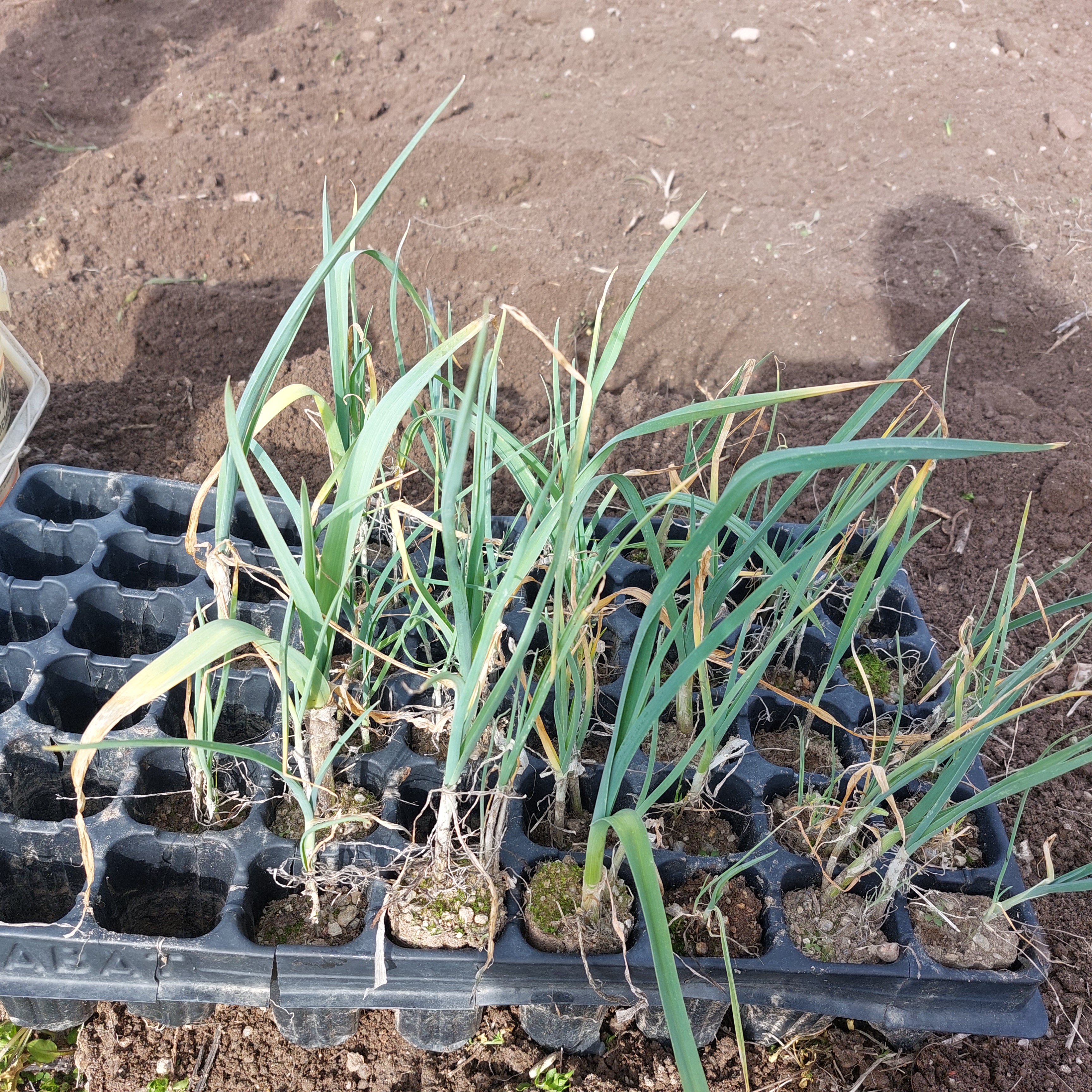 Alho-francês
Os alunos semearam alho-francês em espaços próprios para depois poderem transplantar para a horta.