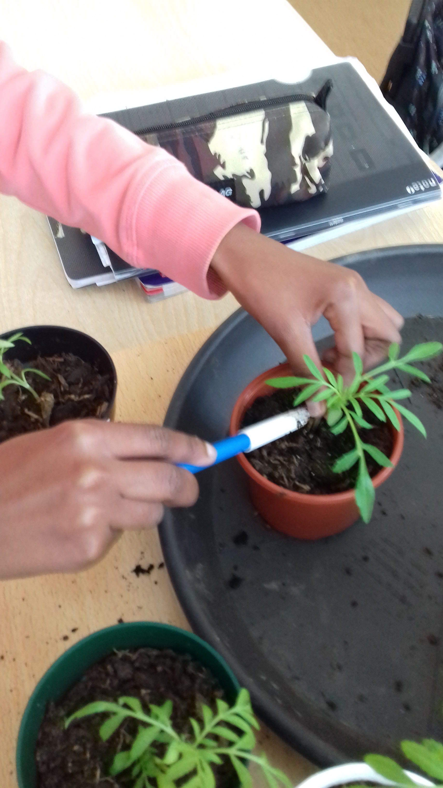 As crianças prepararam a terra dentro dos vasos e fizeram as suas plantações para depois procederem ao transplante para a horta.