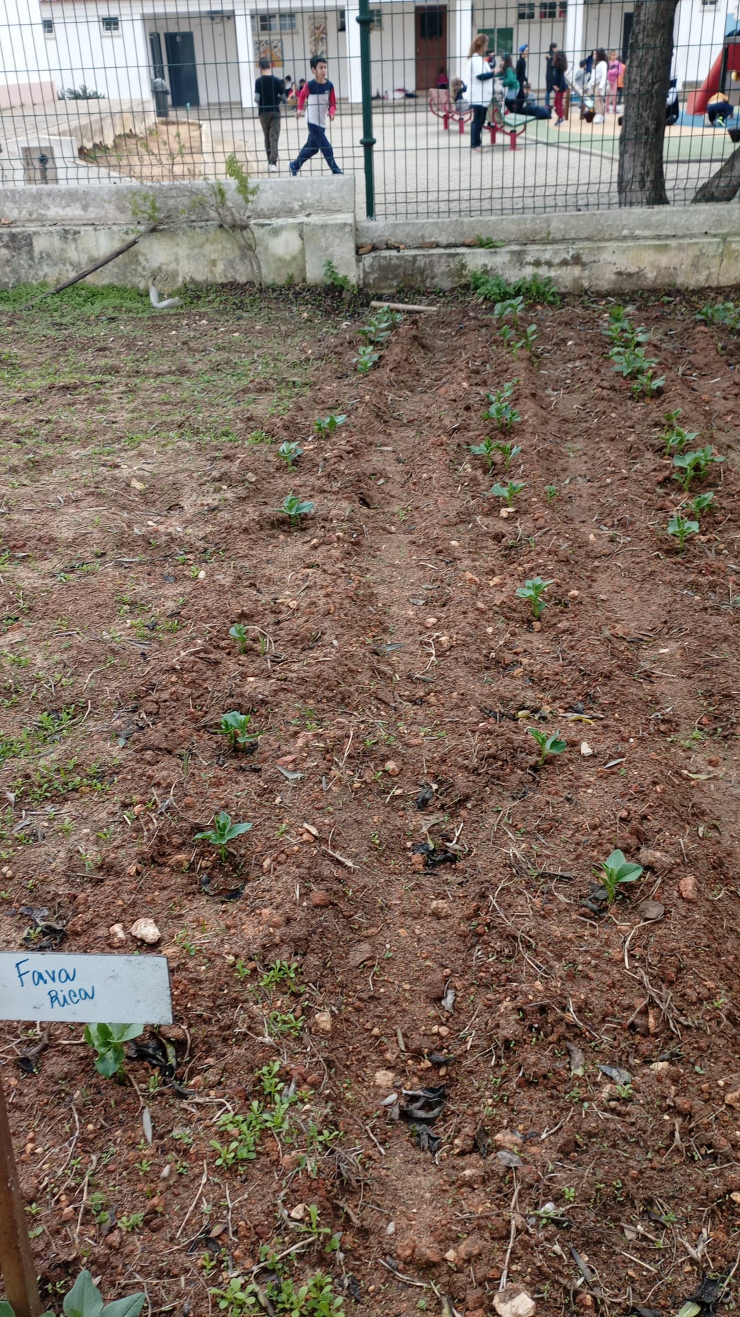 Semearam-se as favas.