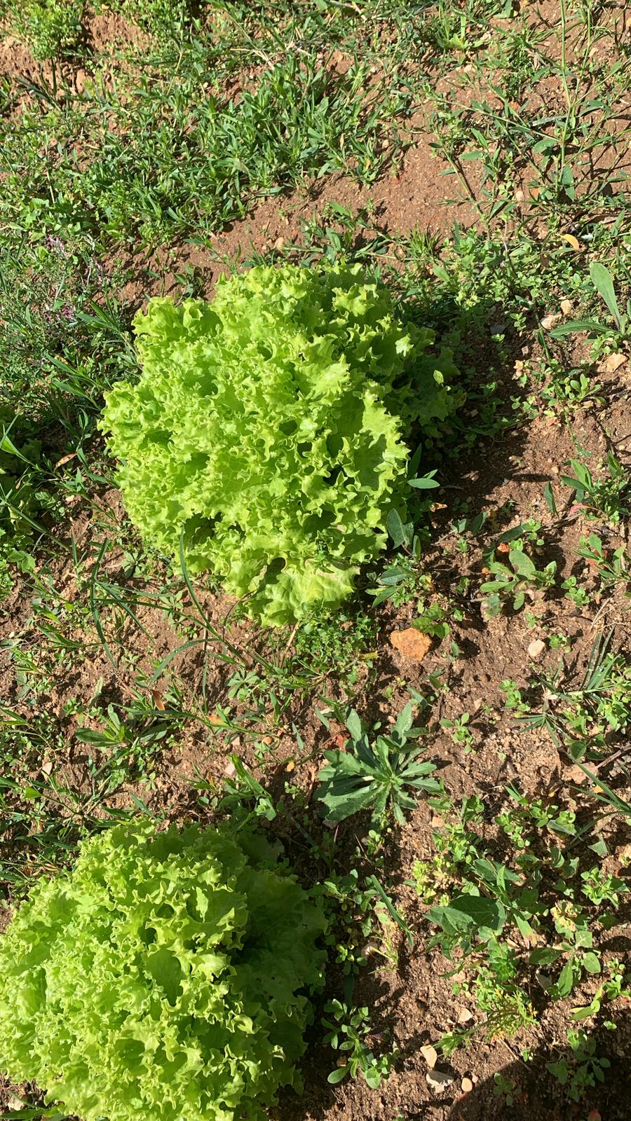 As alfaces estão verdinhas e prontas para apanhar e fazer as nossas saladas.