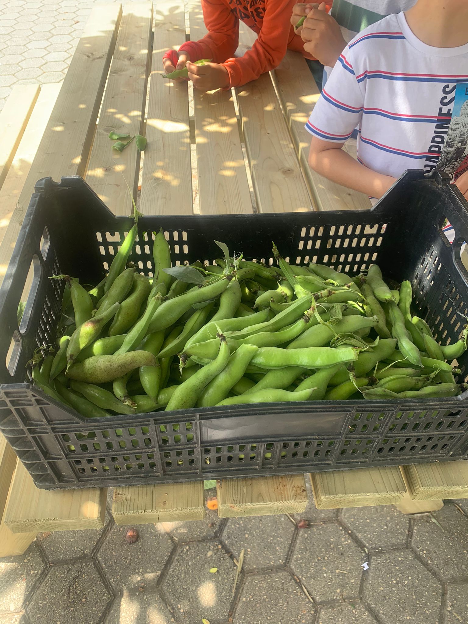 Descascámos as favas para irem para o refeitório. Serão colocadas na sopa.