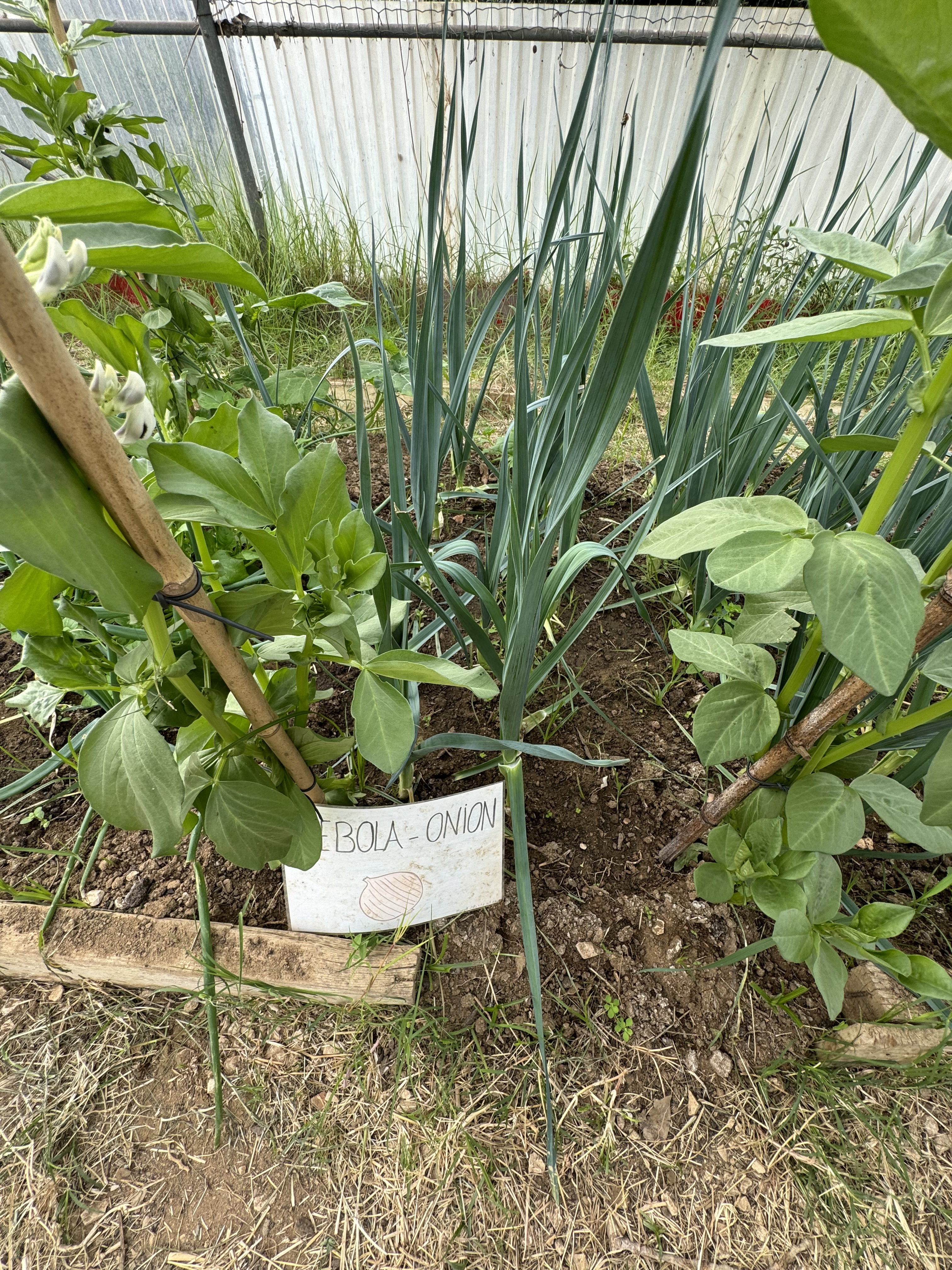 cebola em estufa