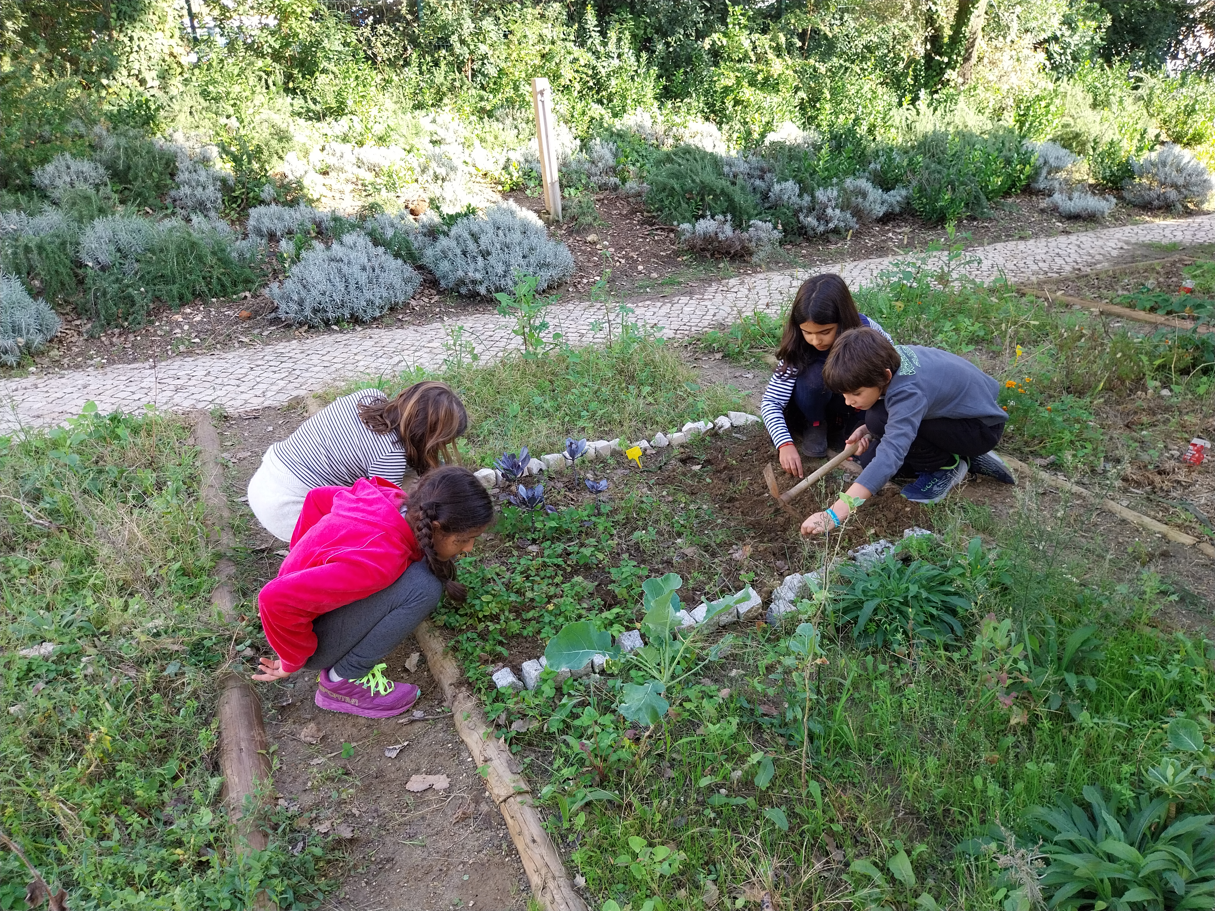 Preparação do terreno e retirada de ervas daninhas