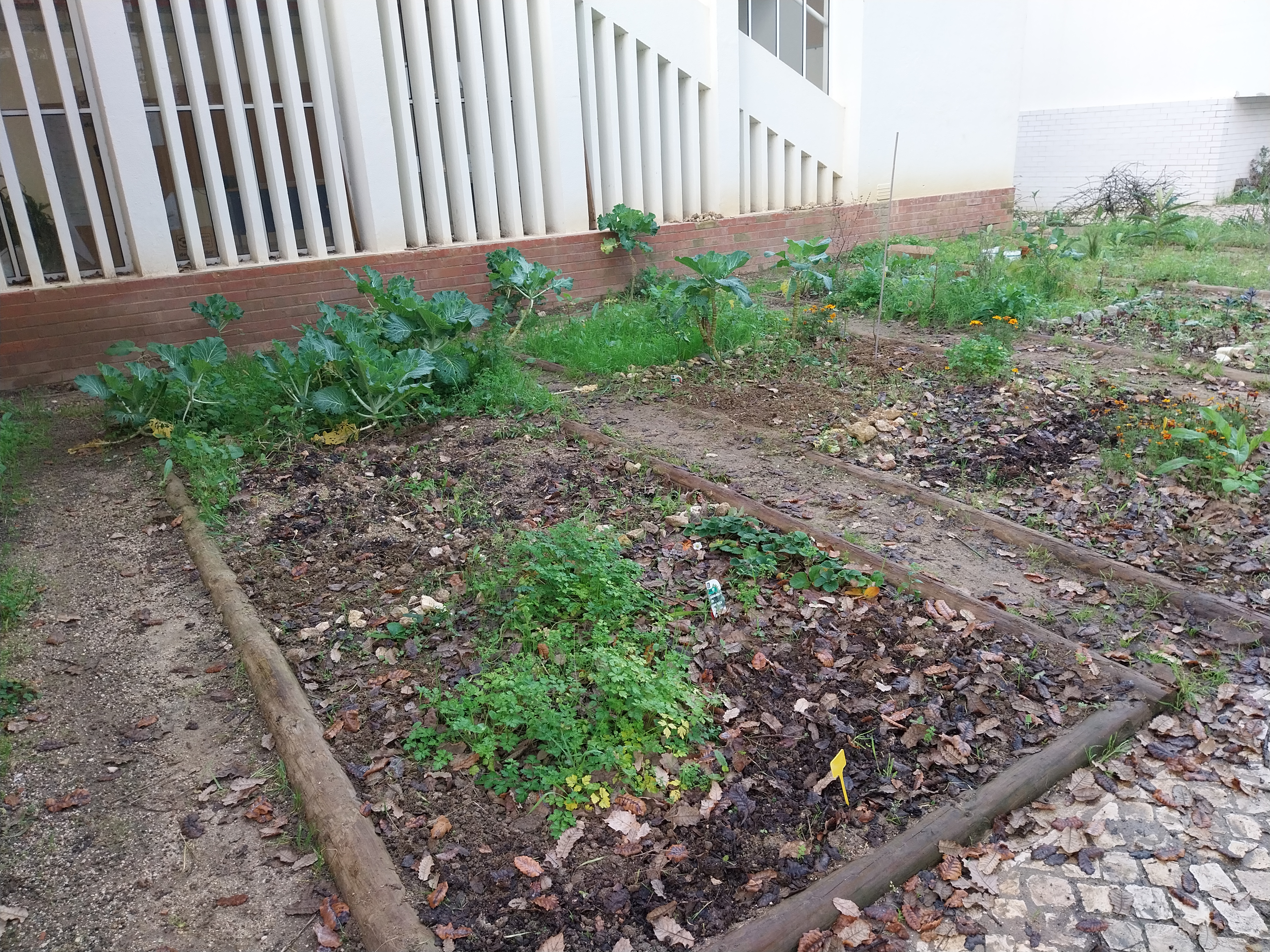 Canteiros preparados para sementeira e plantação. Foi colocado composto que foi retirado do compostor e colocadas folhas (manta morta) para evitar nascimento de ervas daninhas.