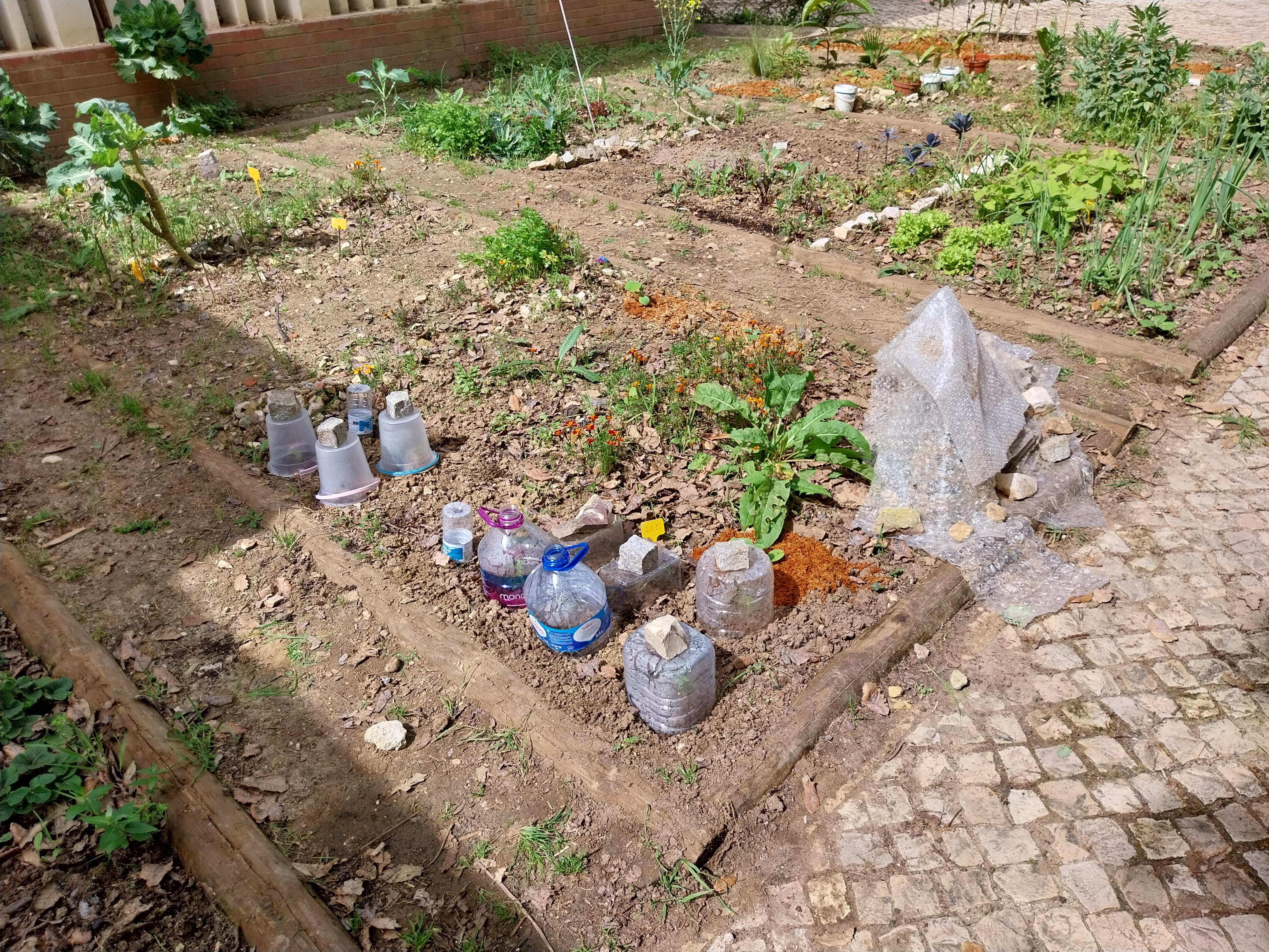 Pormenor das novas culturas recentemente instaladas com proteção provisória contra as intempéries (tomate, abóbora, curgete, melão, melancia)