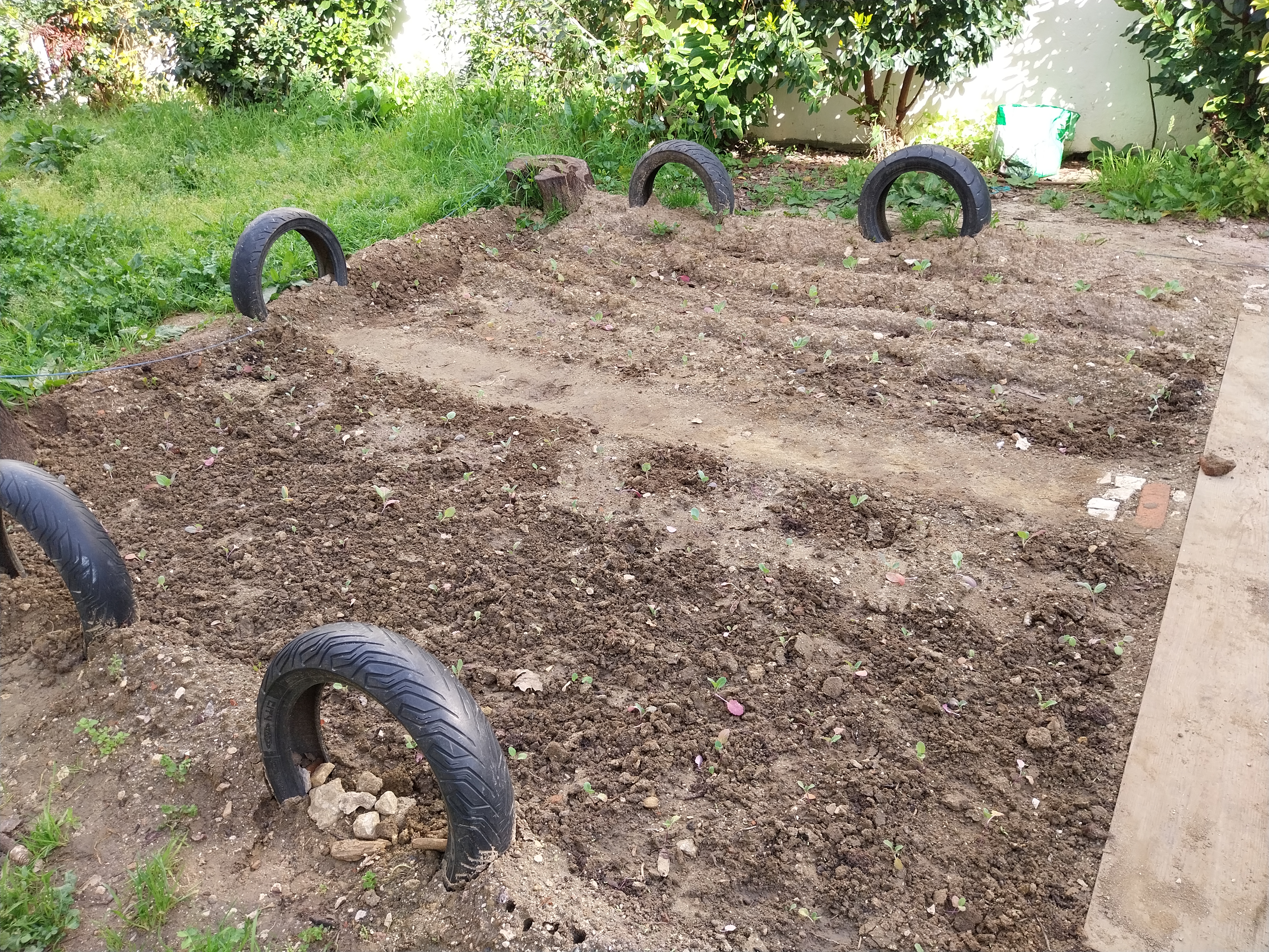 Nova zona de expansão da horta já com o terreno preparado e algumas plantas aí transplantadas a partir do viveiro iniciado em janeiro.