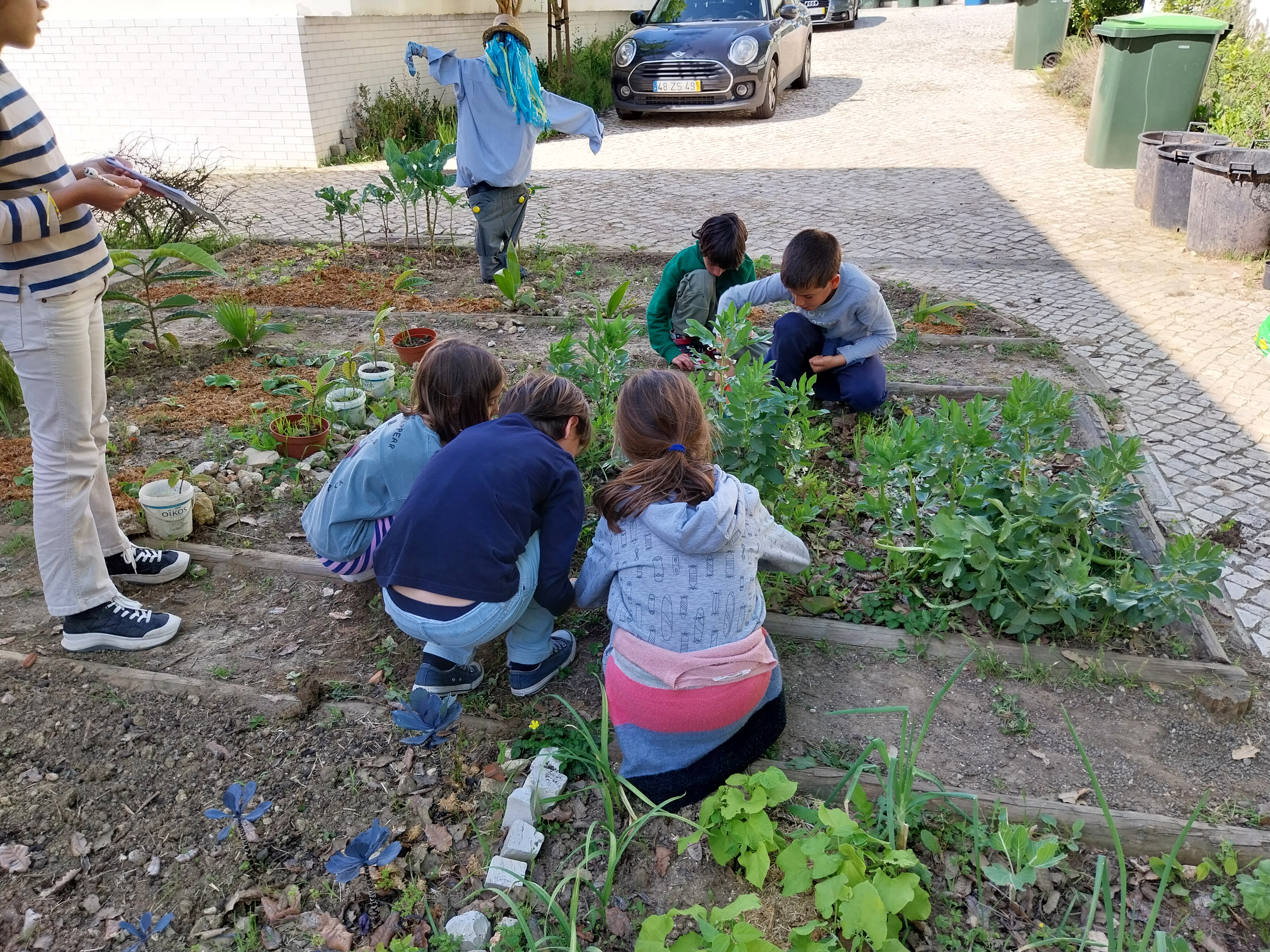 Sementeira  e transplantação de várias plantas num dos canteiros (3ºB)  e registo no caderno de campo.
