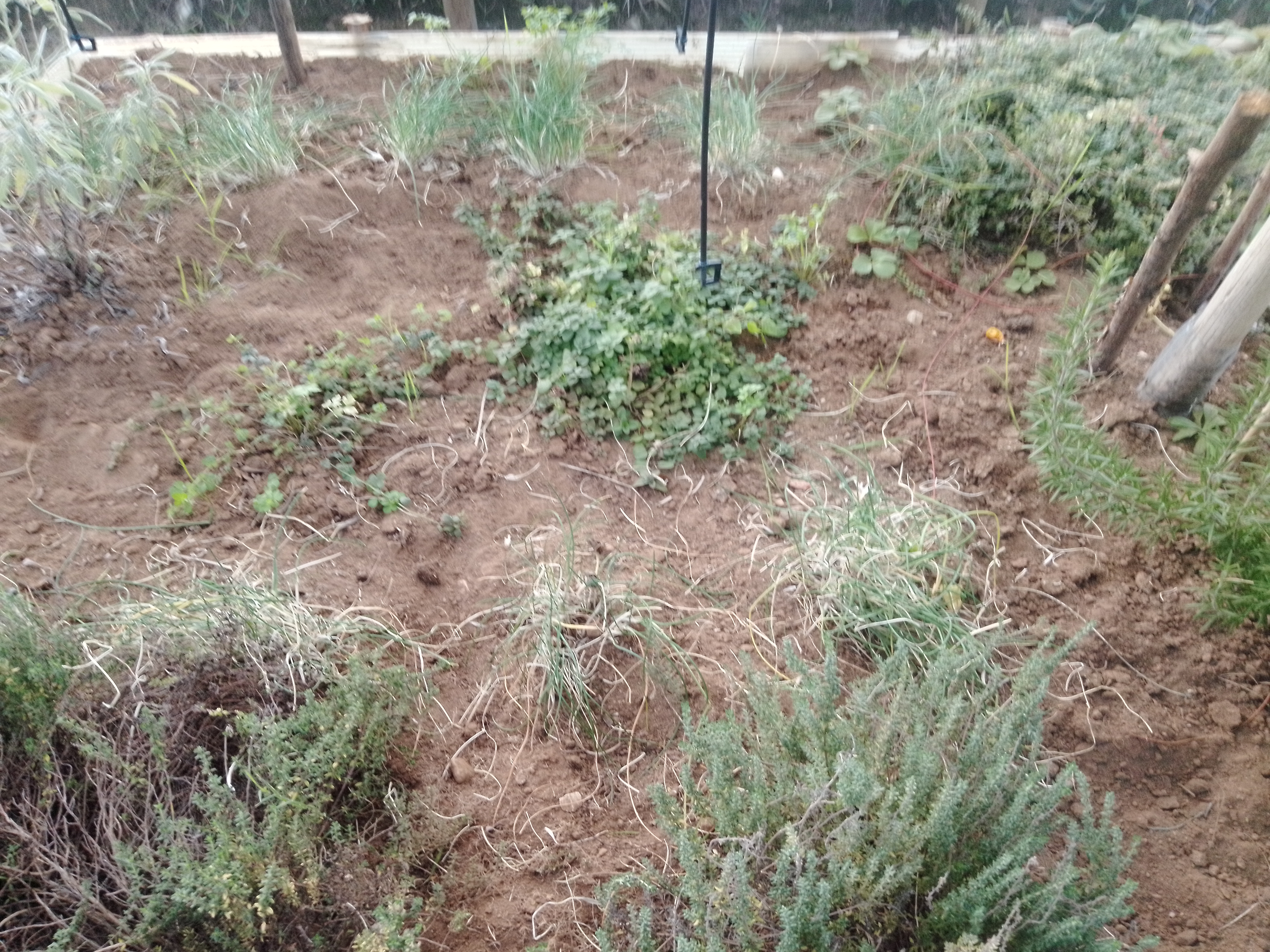 Cantinho das aromáticas