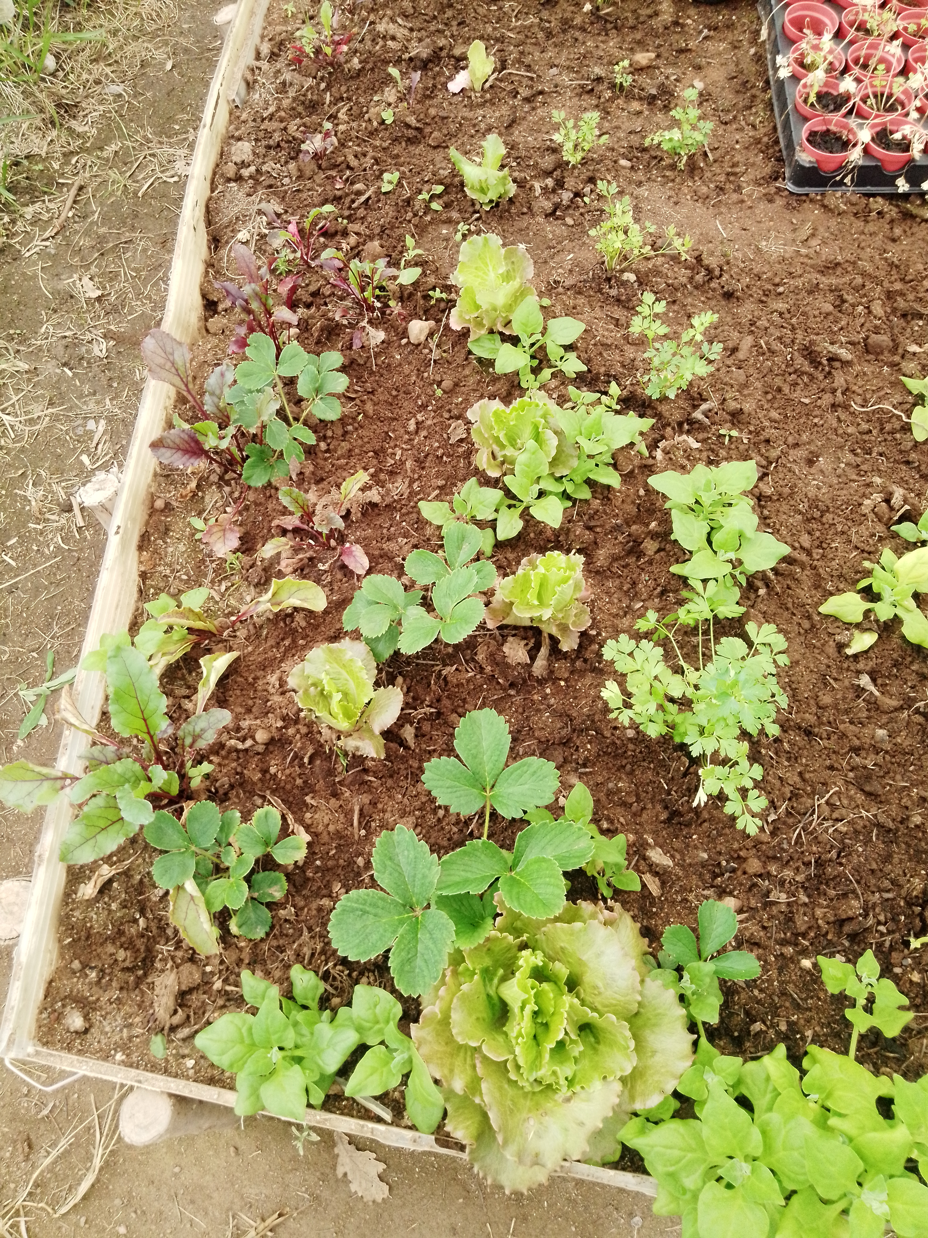 Plantação de morangueiros, alface e um tabuleiro à esquerda com a "maternidade" para transplantação