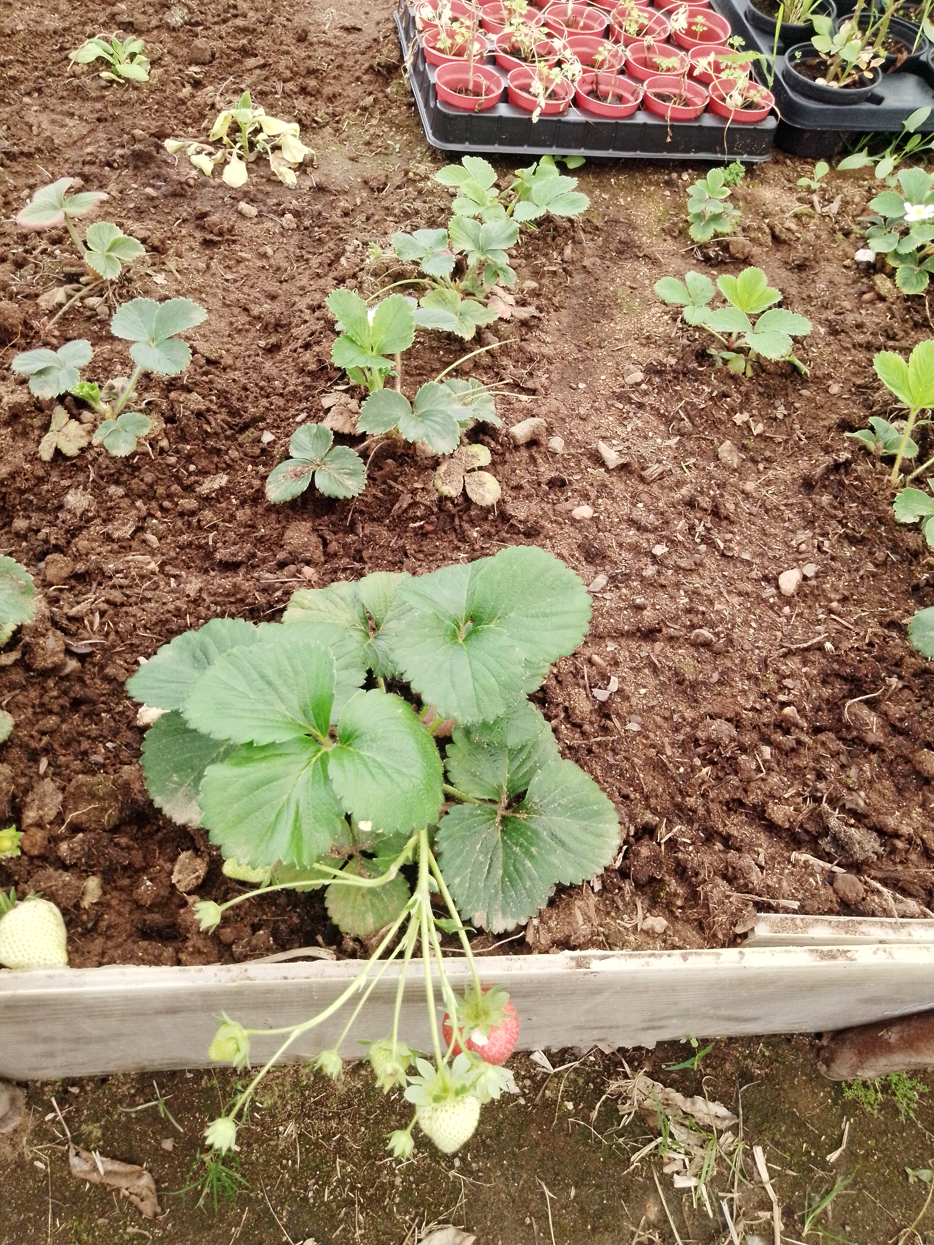 morangueiro com fruto