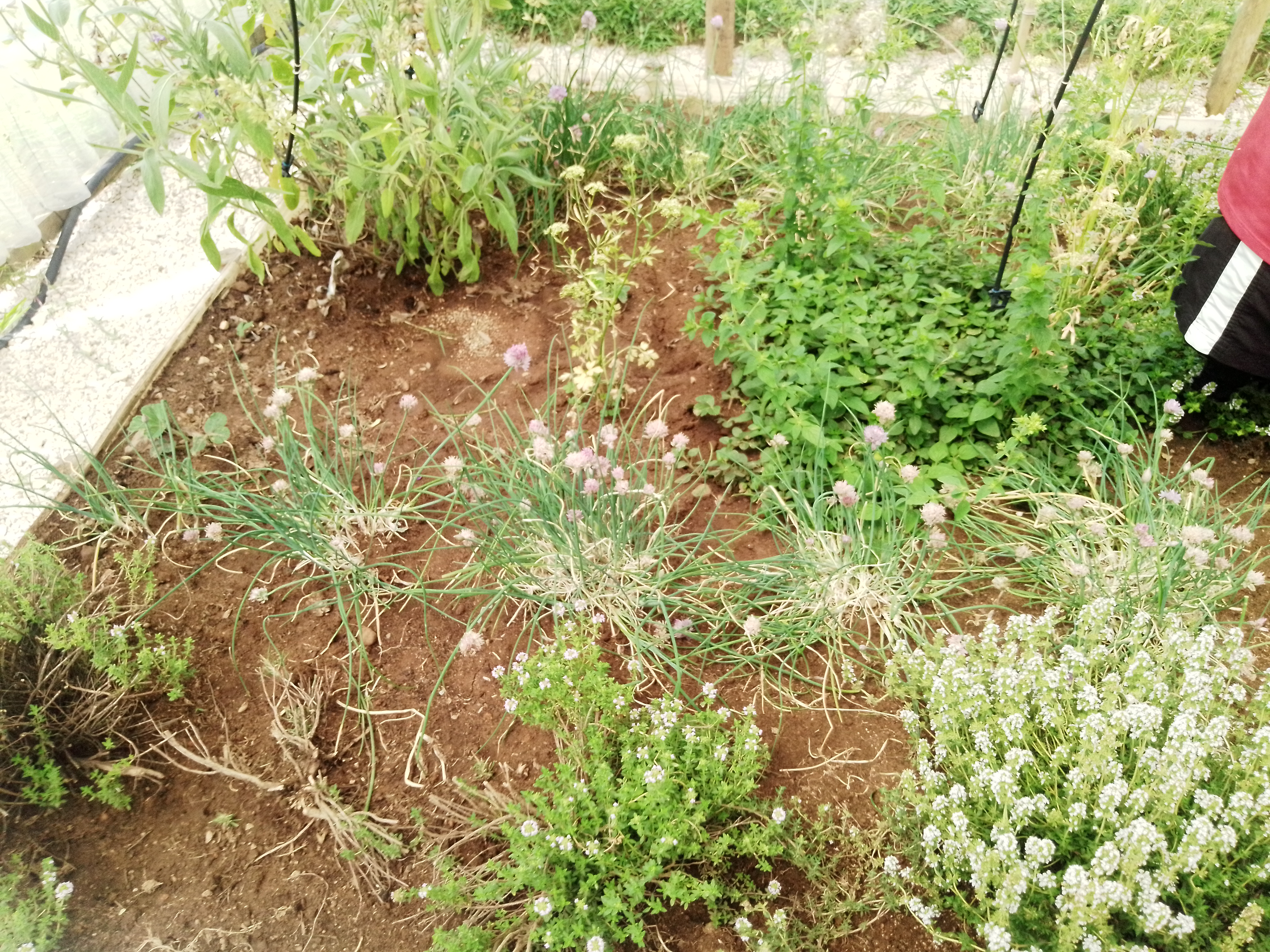 Aromáticas em fase de colheita