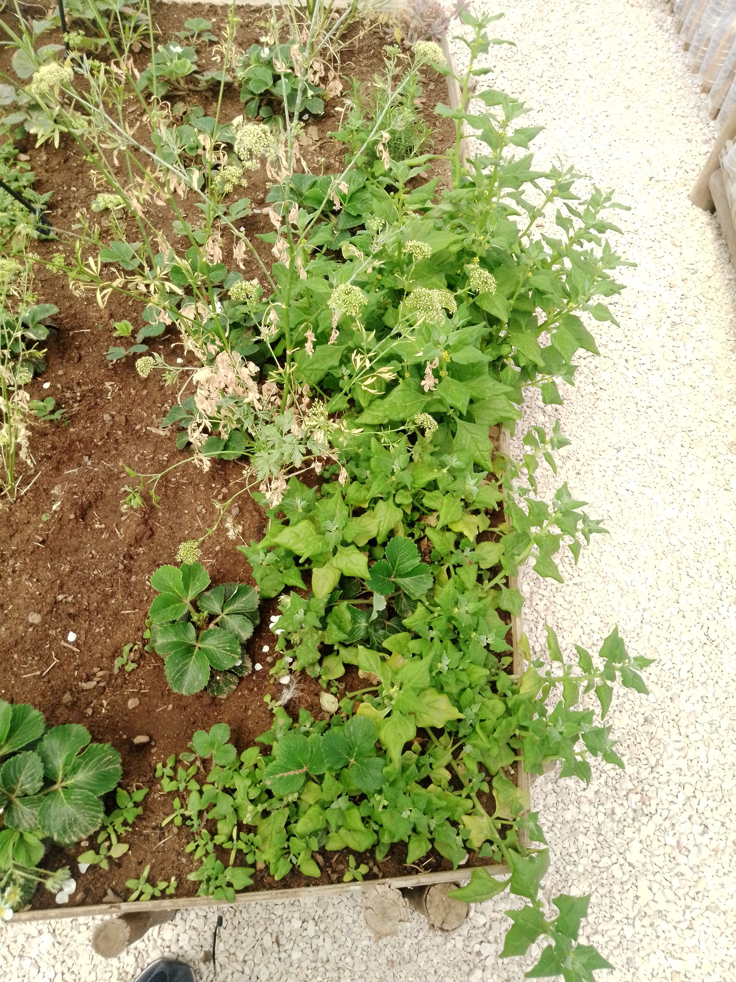 Espinafre (fase de colher)
Salsa (sementes)