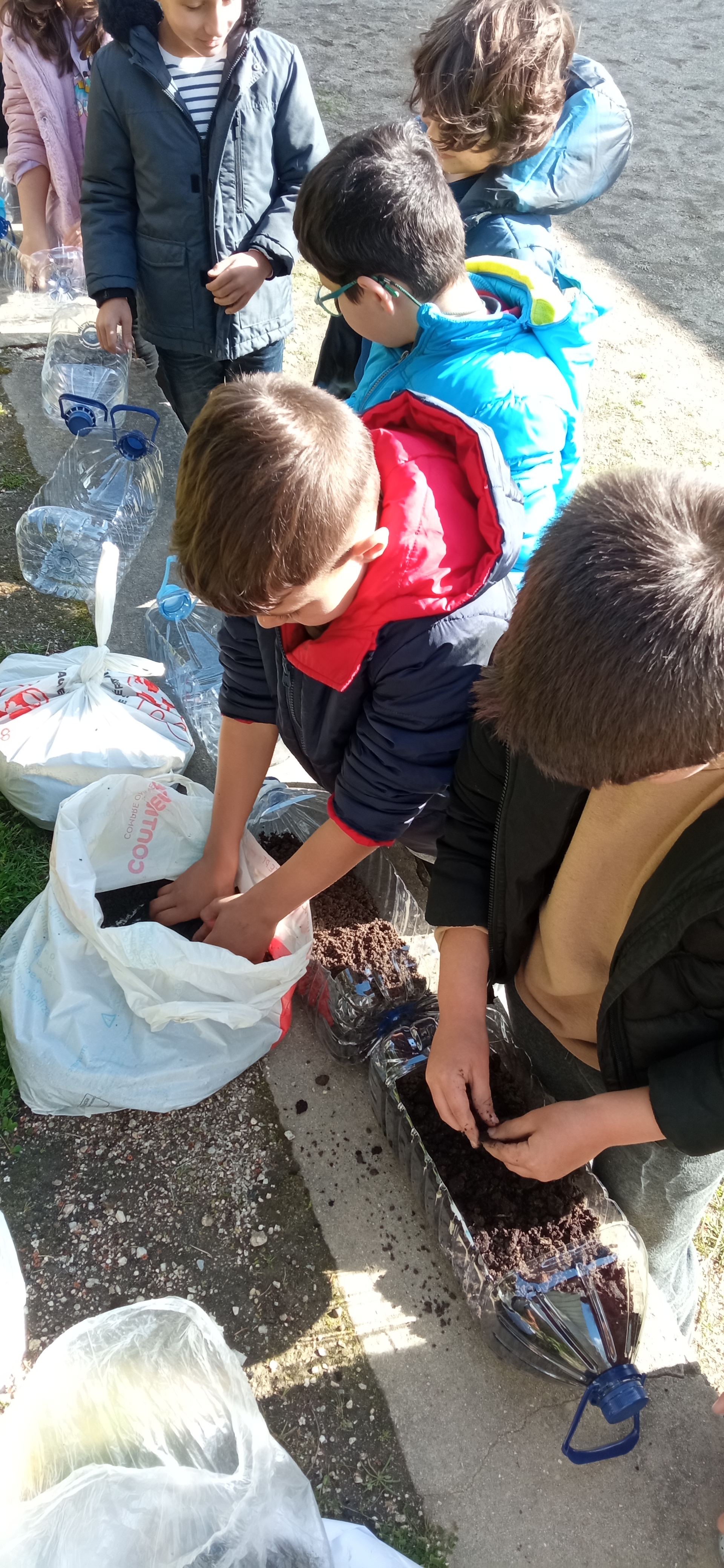 Preparação das sementeiras com garrafões de plástico, previamente recortados.