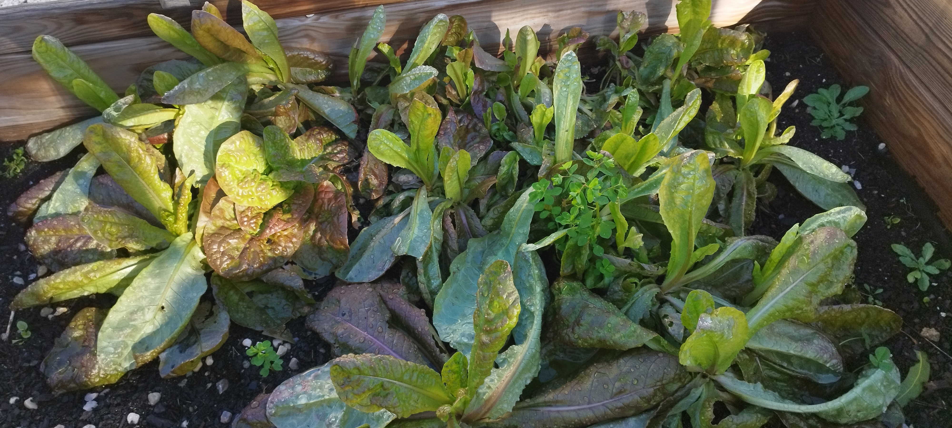 Feijoeiros