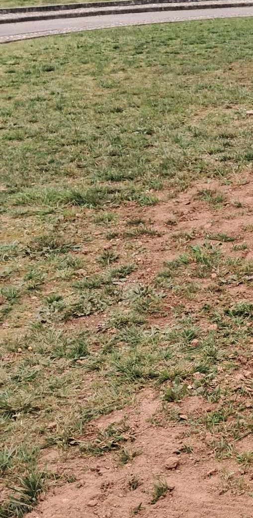 Terreno destinado à horta, antes de ser preparado pela Autarquia.