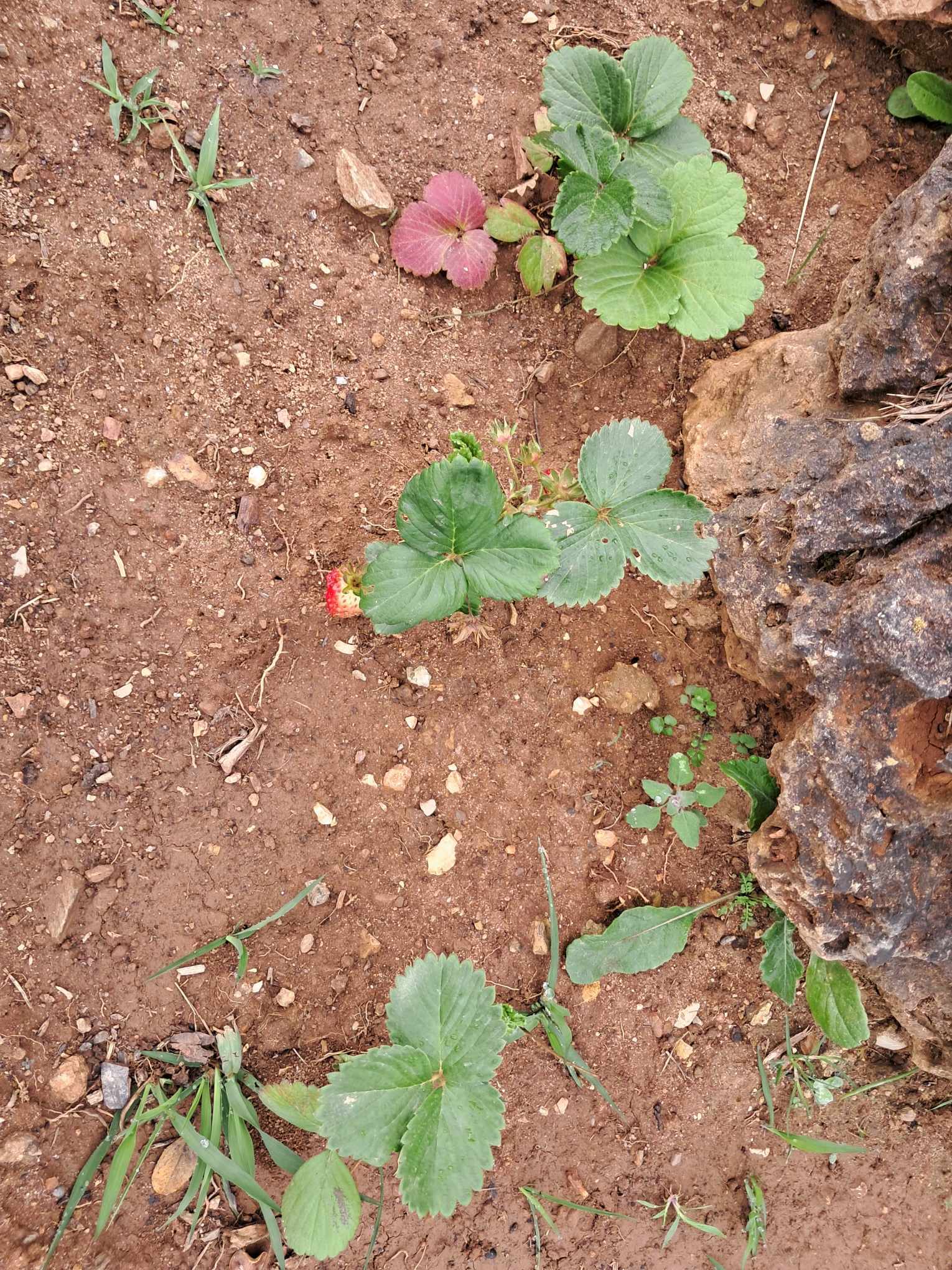 Os morangueiros já deram alguns moranguitos e continuam em flor.