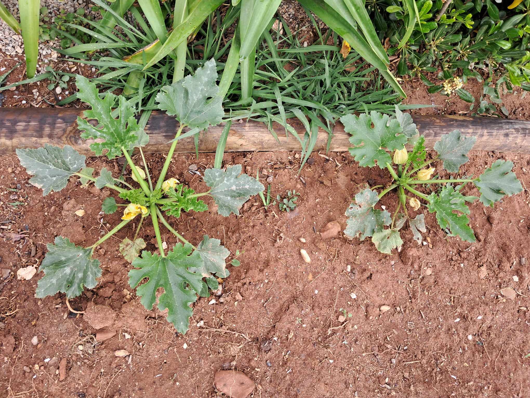 As nossas aboboreiras estão lindas, em flor!...