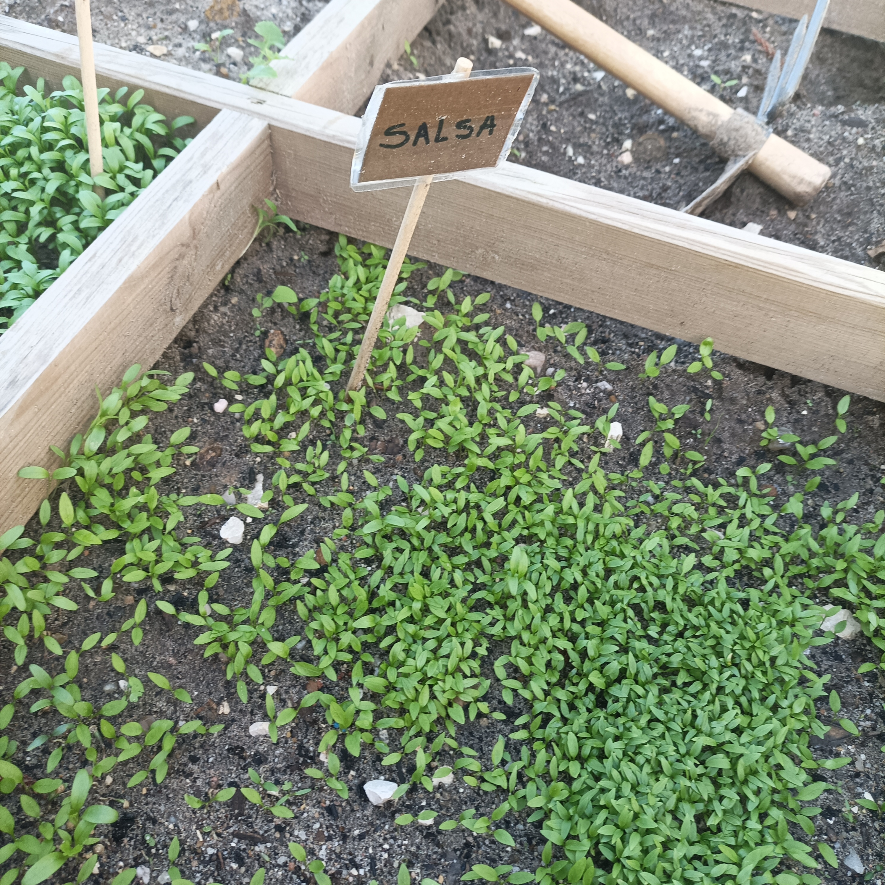 Plantação de Salsa