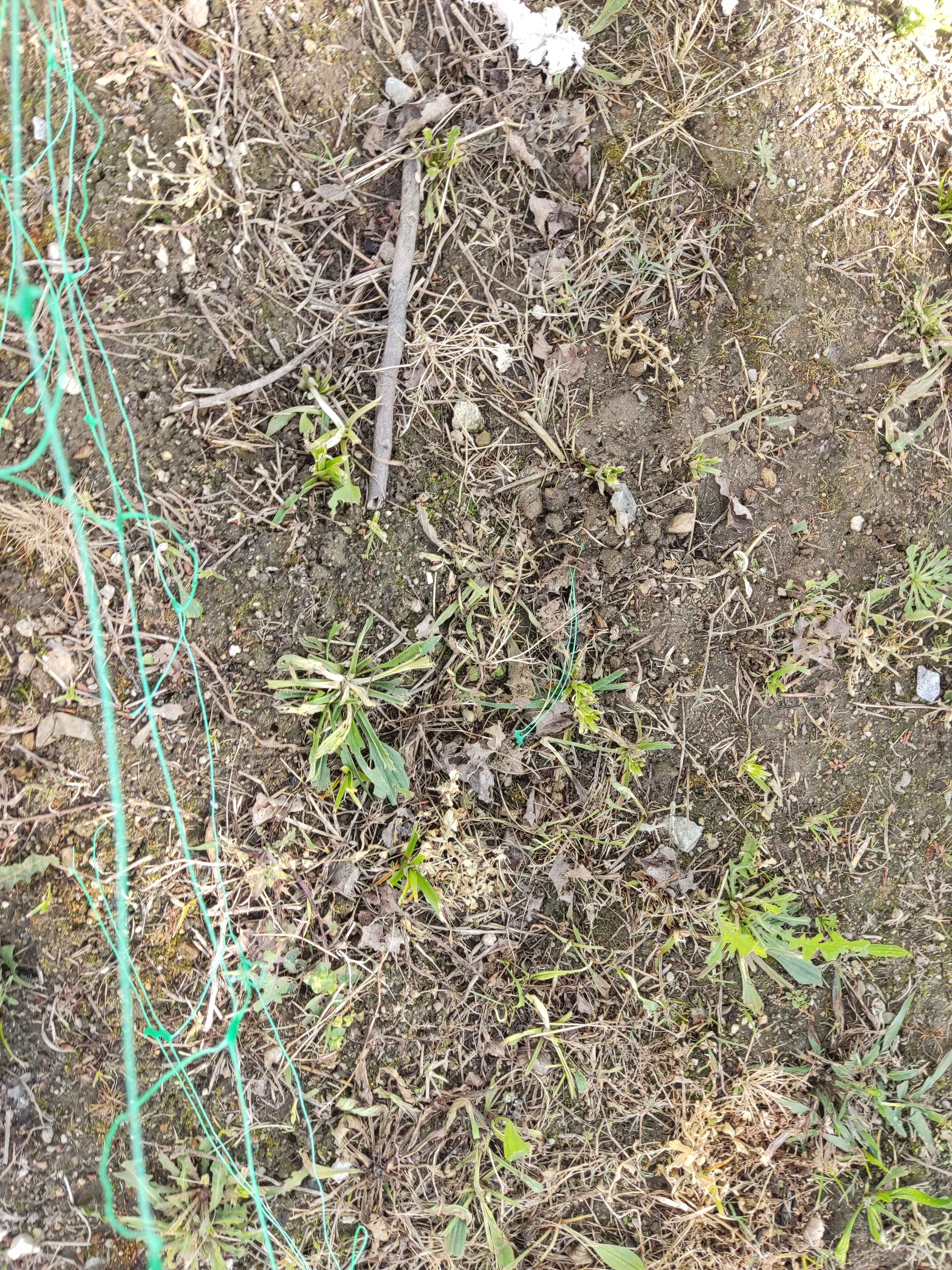 A Terra estava em "pousio" desde as colheitas do ano anterior.