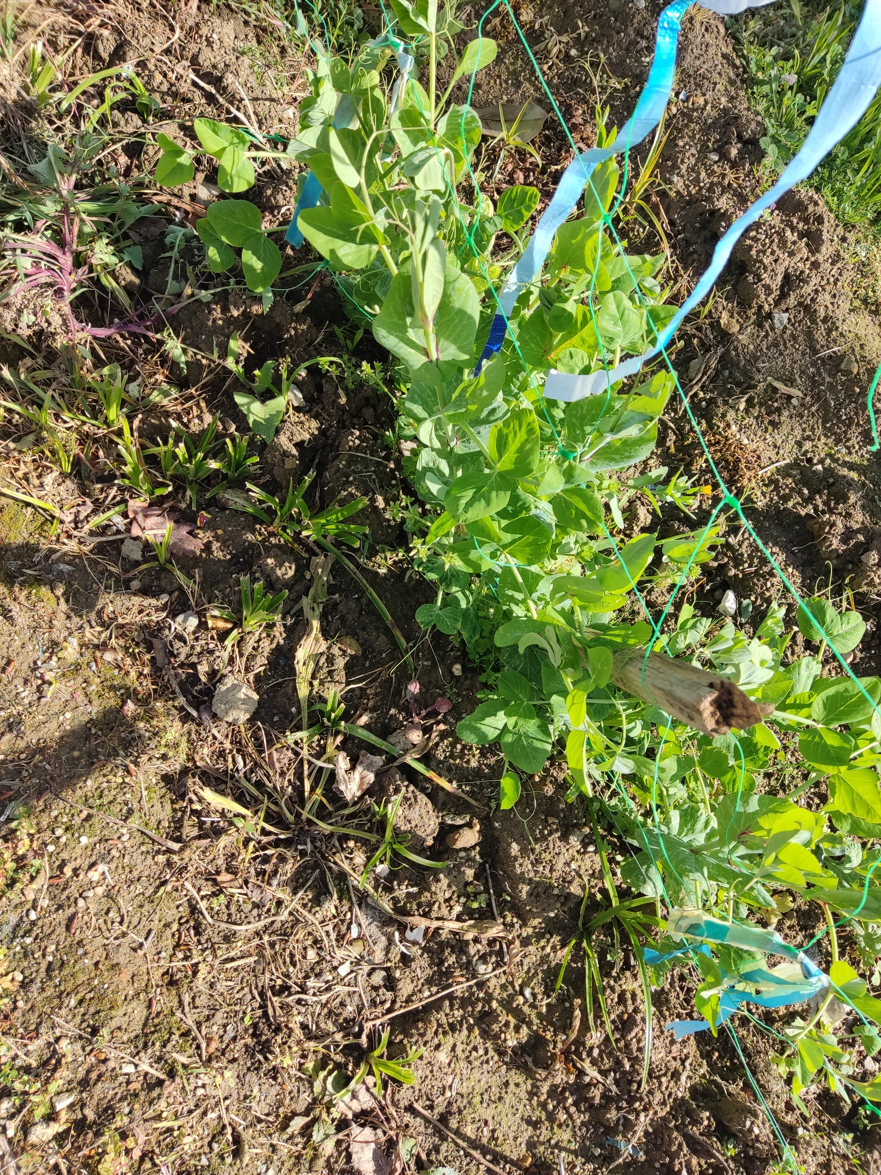 As ervilhas, semeadas em janeiro, estão em franco desenvolvimento. Em breve terão flor e fruto.