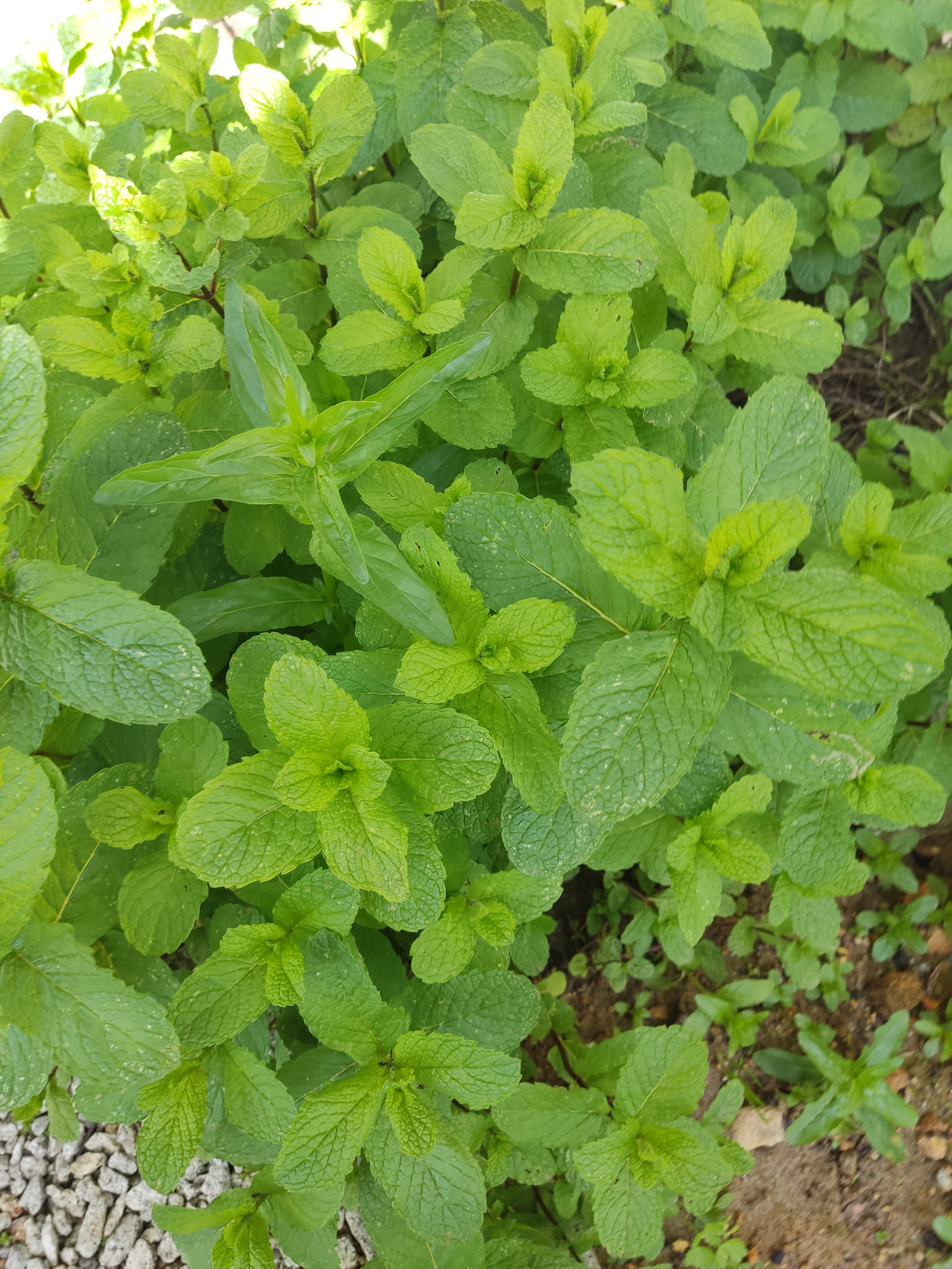 A hortelã, semeada em janeiro, está em franco desenvolvimento. Qualquer dia temos que preparar um "Caldo Verde"