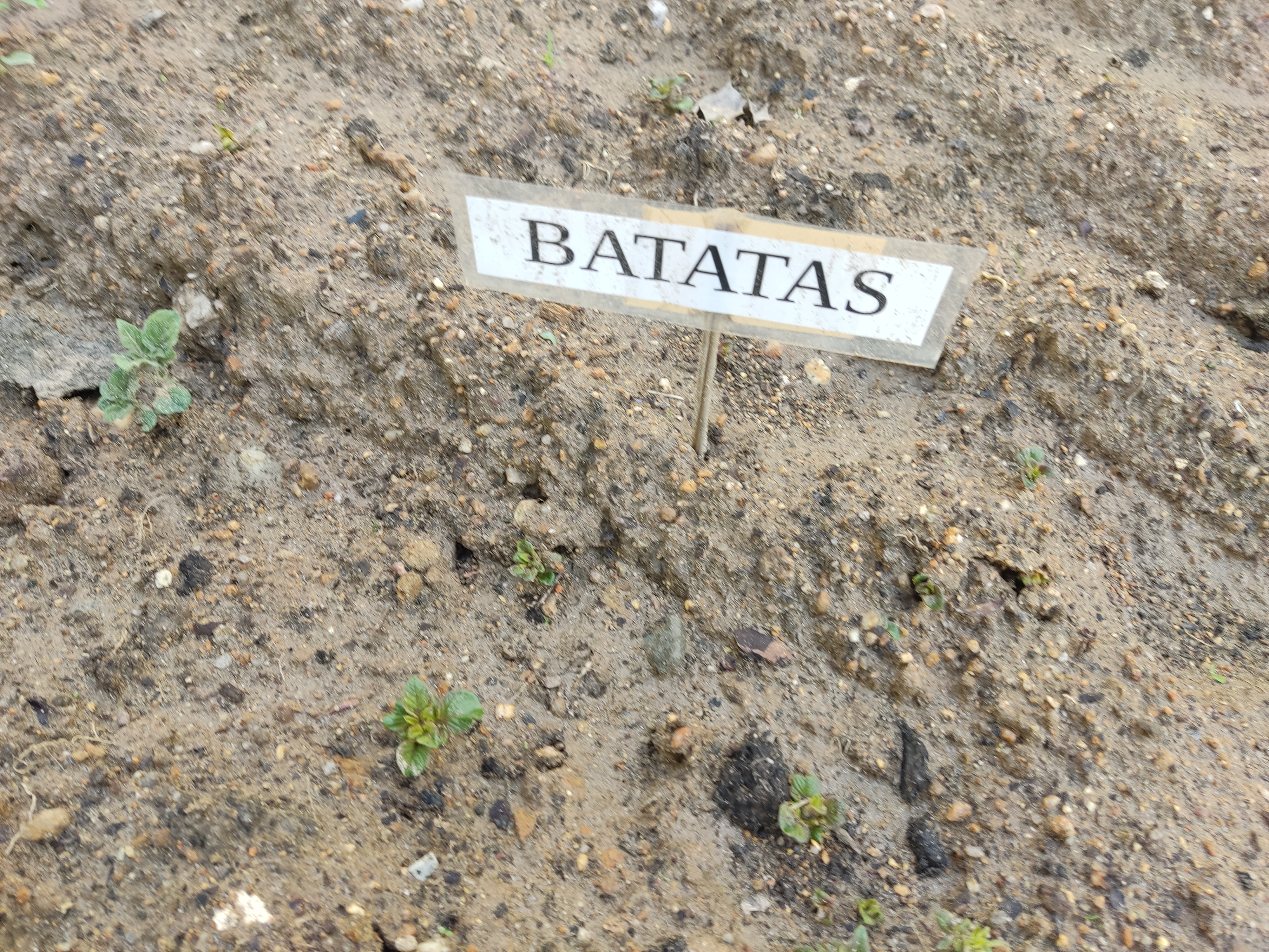 Sempre pensando no bem e no exemplo dos nossos alunos, plantamos as batatas ainda em fevereiro, para que possam "crescer" em tempo útil… ( durante o ano letivo…)
Serão consumidas no refeitório escolar.